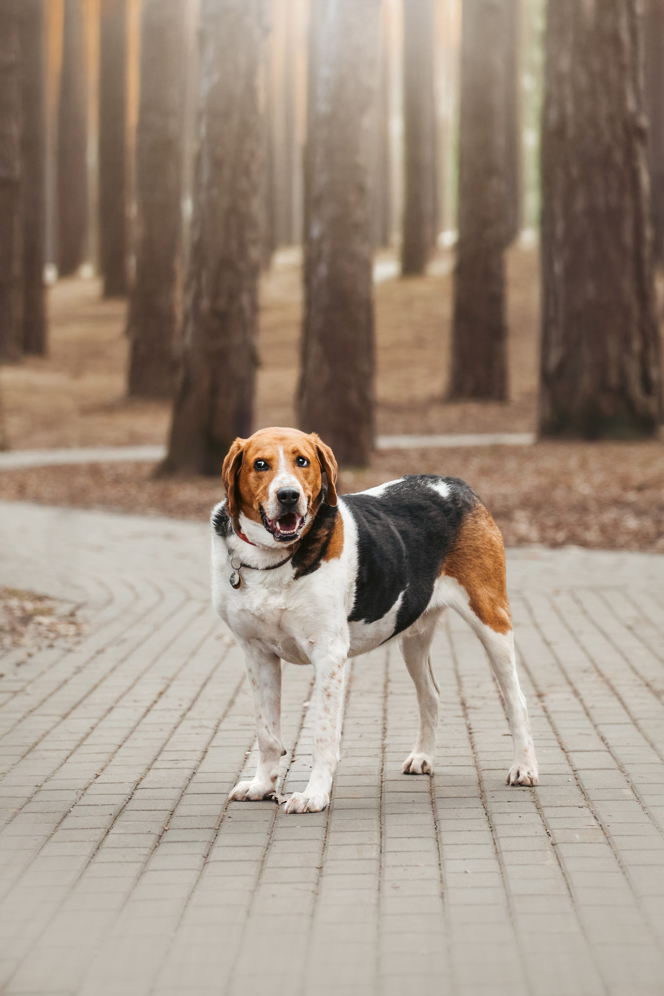 Собаки из приюта Дубовая роща весна 2025. Фотограф-анималист Татьяна Степанова