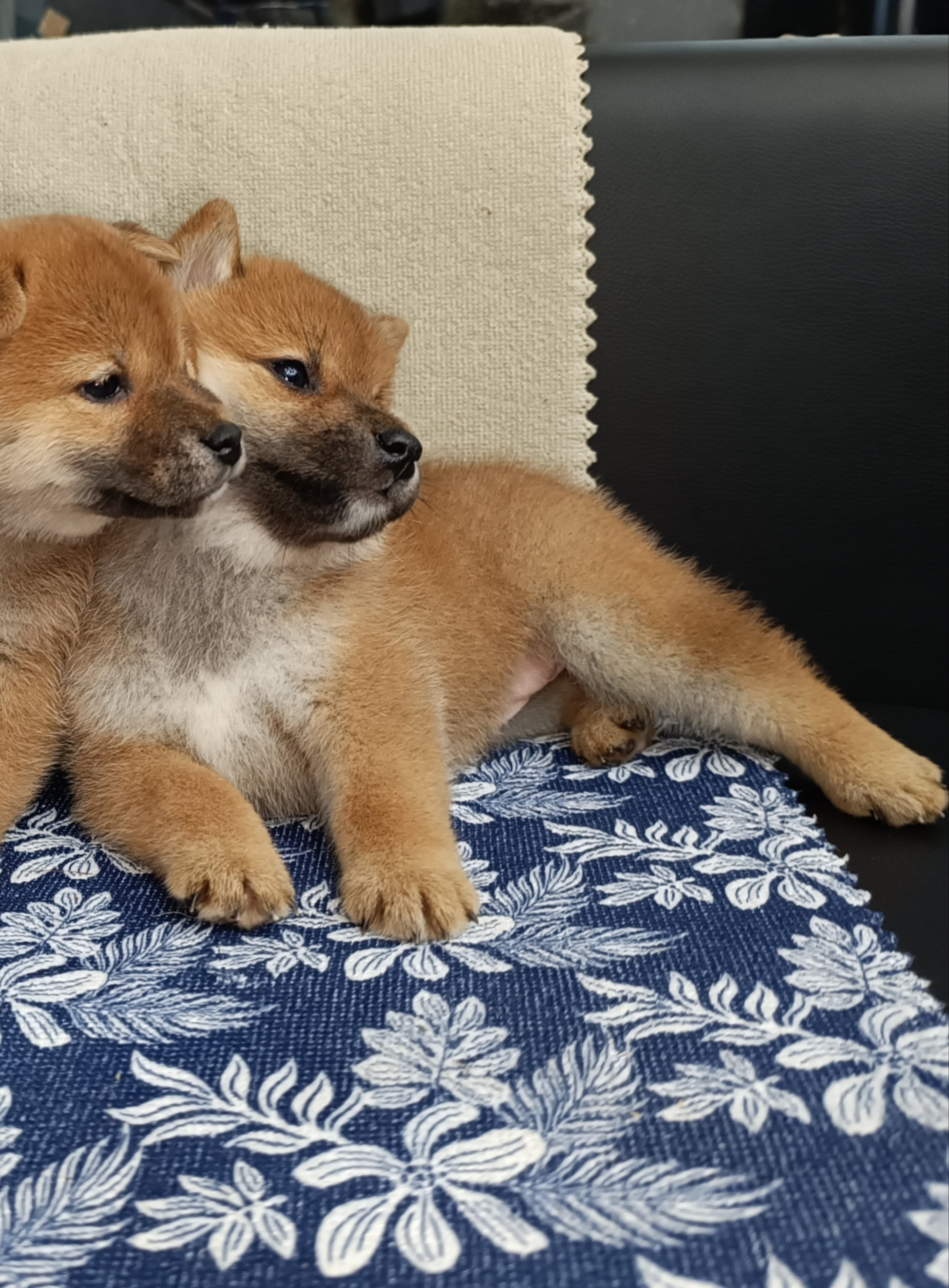 сиба питомник Рубилайт щенки на продажу rubylight  сиба щенки купить СПб Санкт-Петербург 