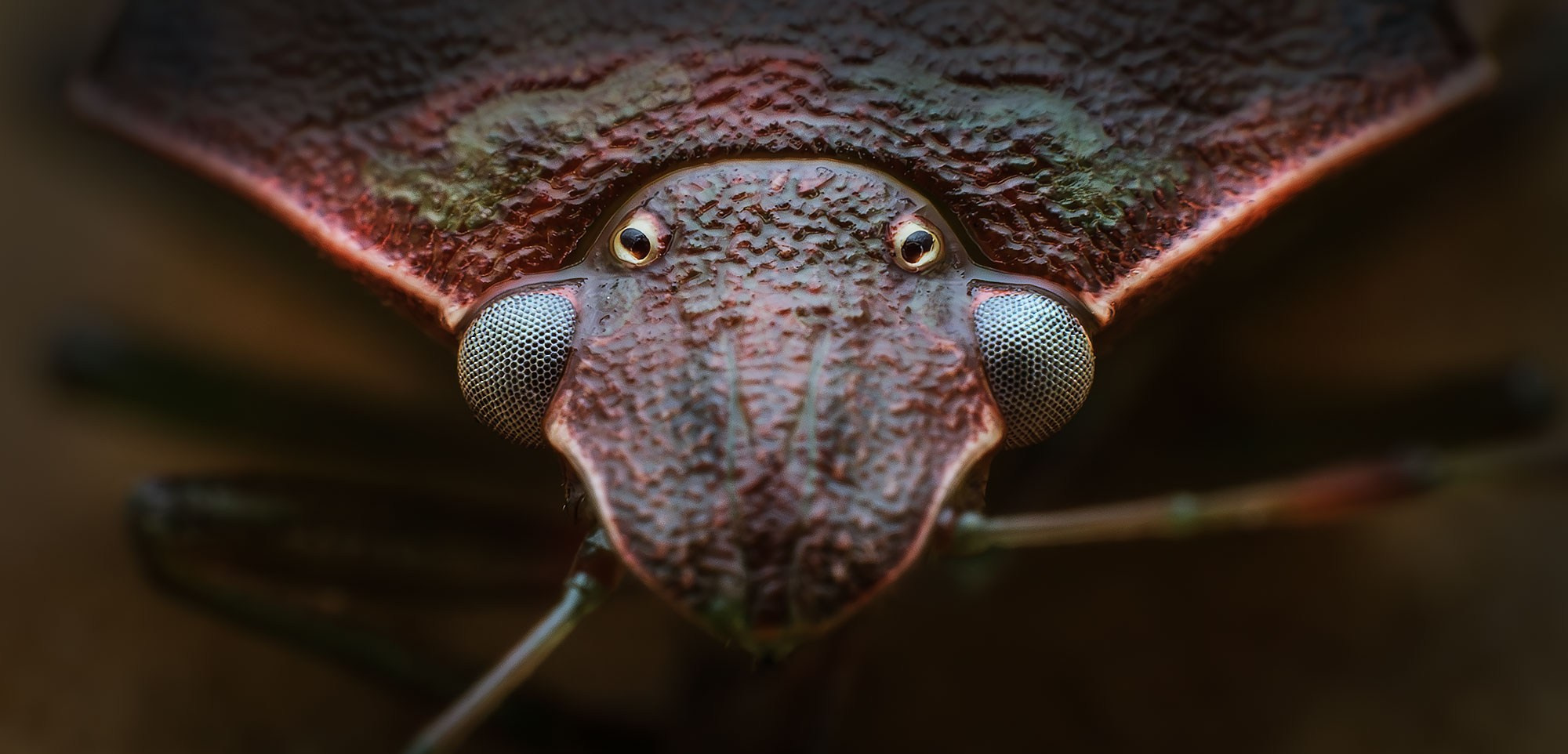 Макросъемка