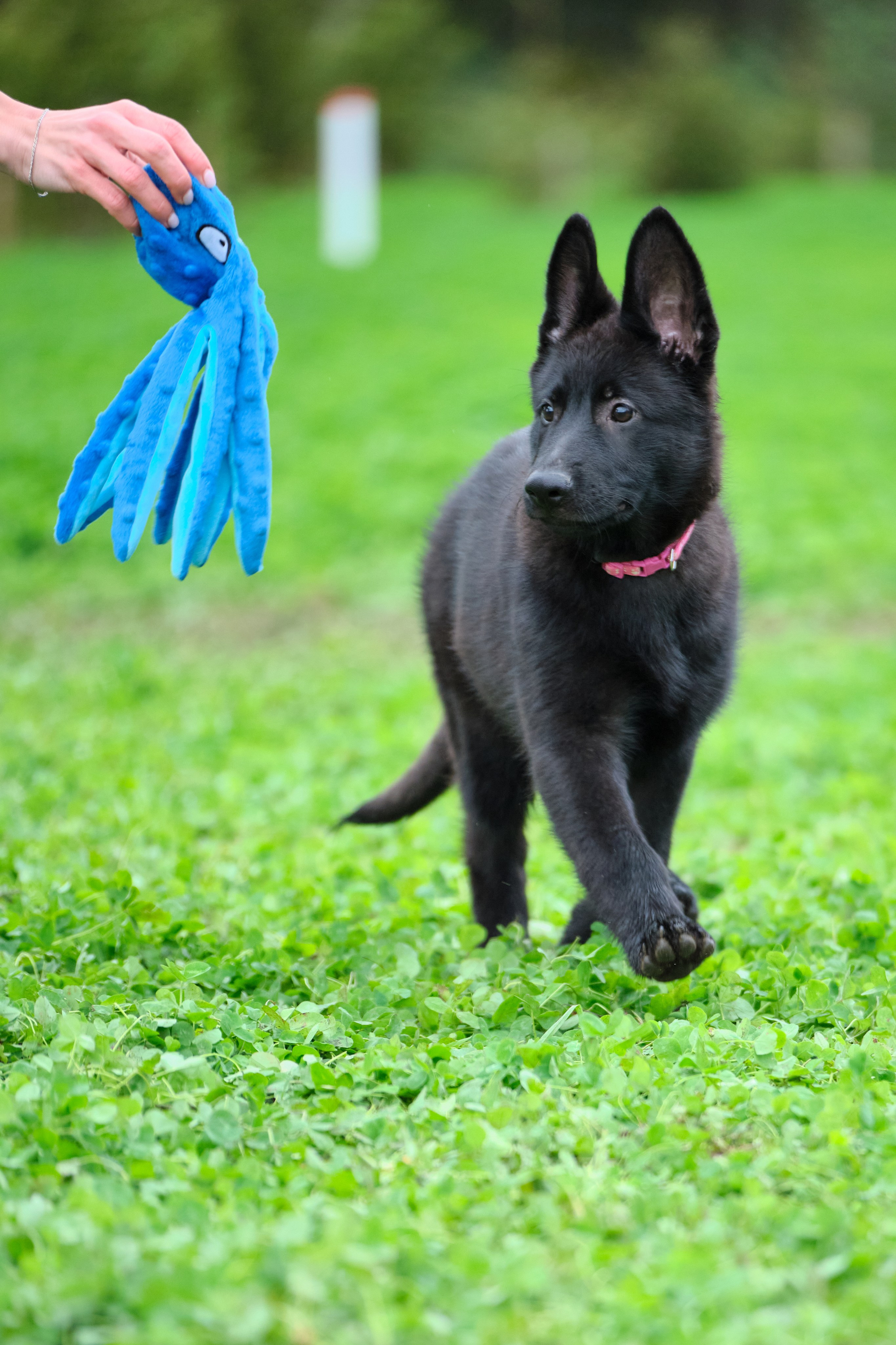Фотосъемка на продажу щенков немецких овчарок, фотограф - анималист, фото играющих щенков, ищу фотографа и видеографа анималиста