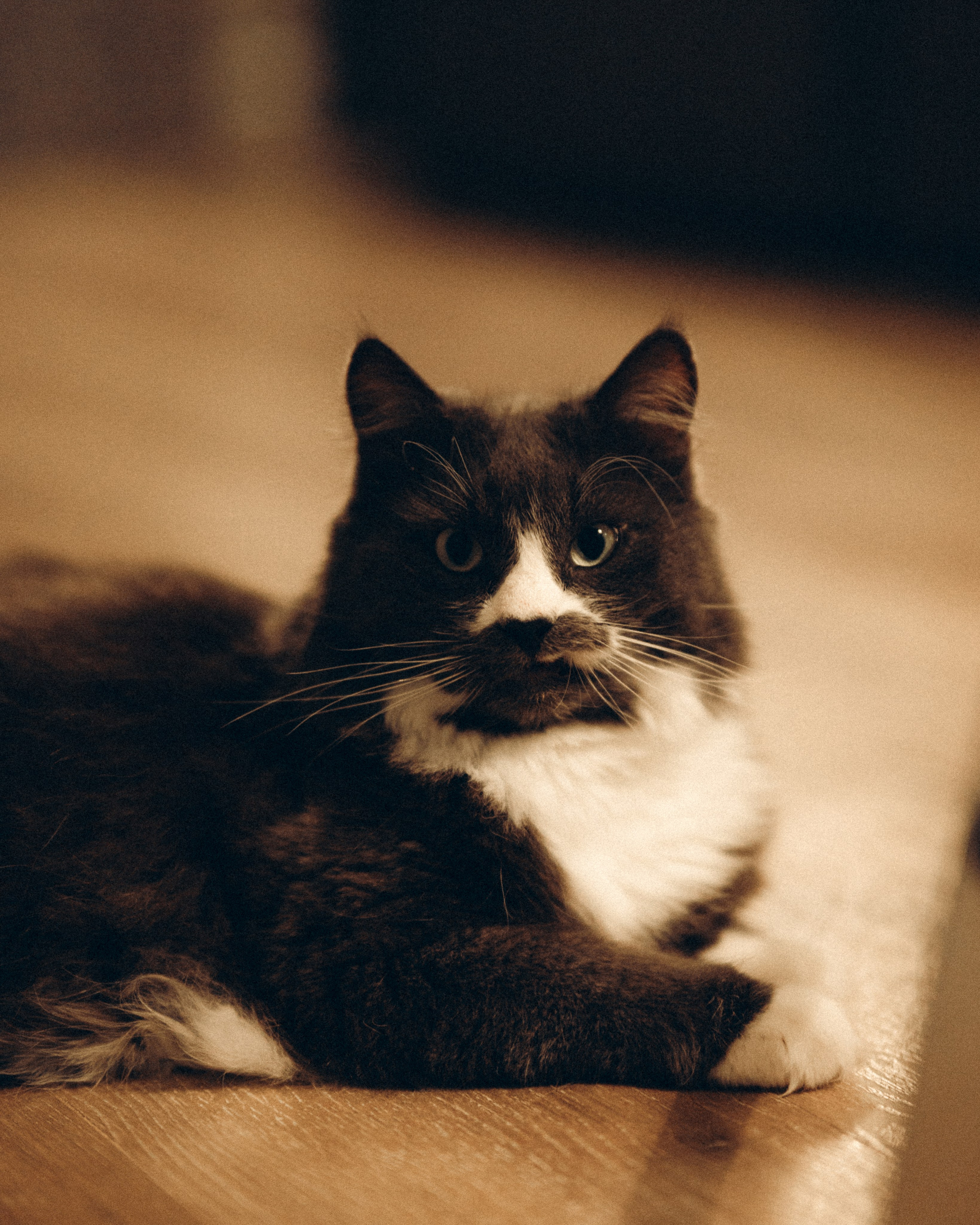 Домашняя фотосессия с питомцами