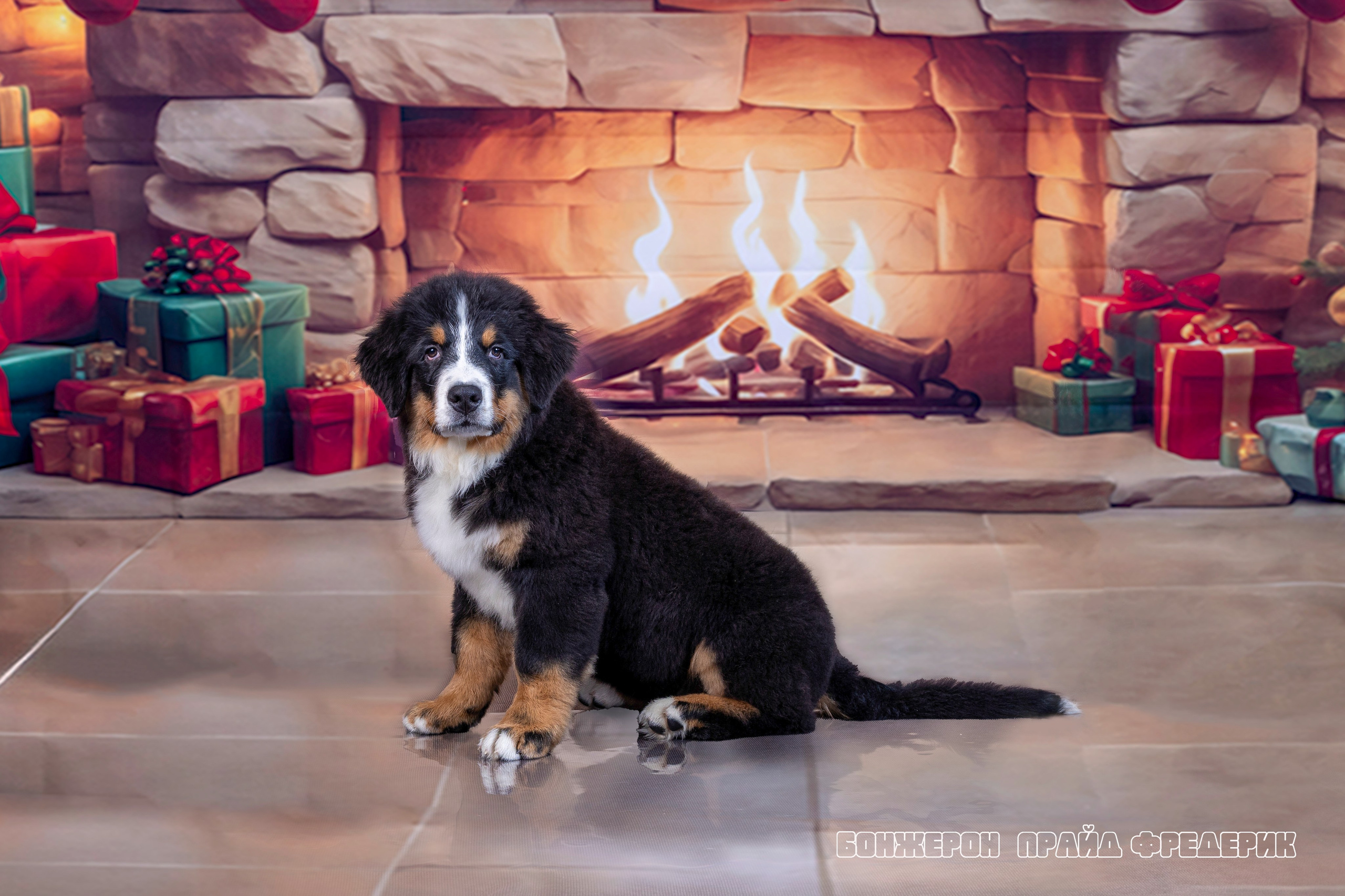 Бонжерон прайд. Фотограф 📸 семейный, предметный, репортажный