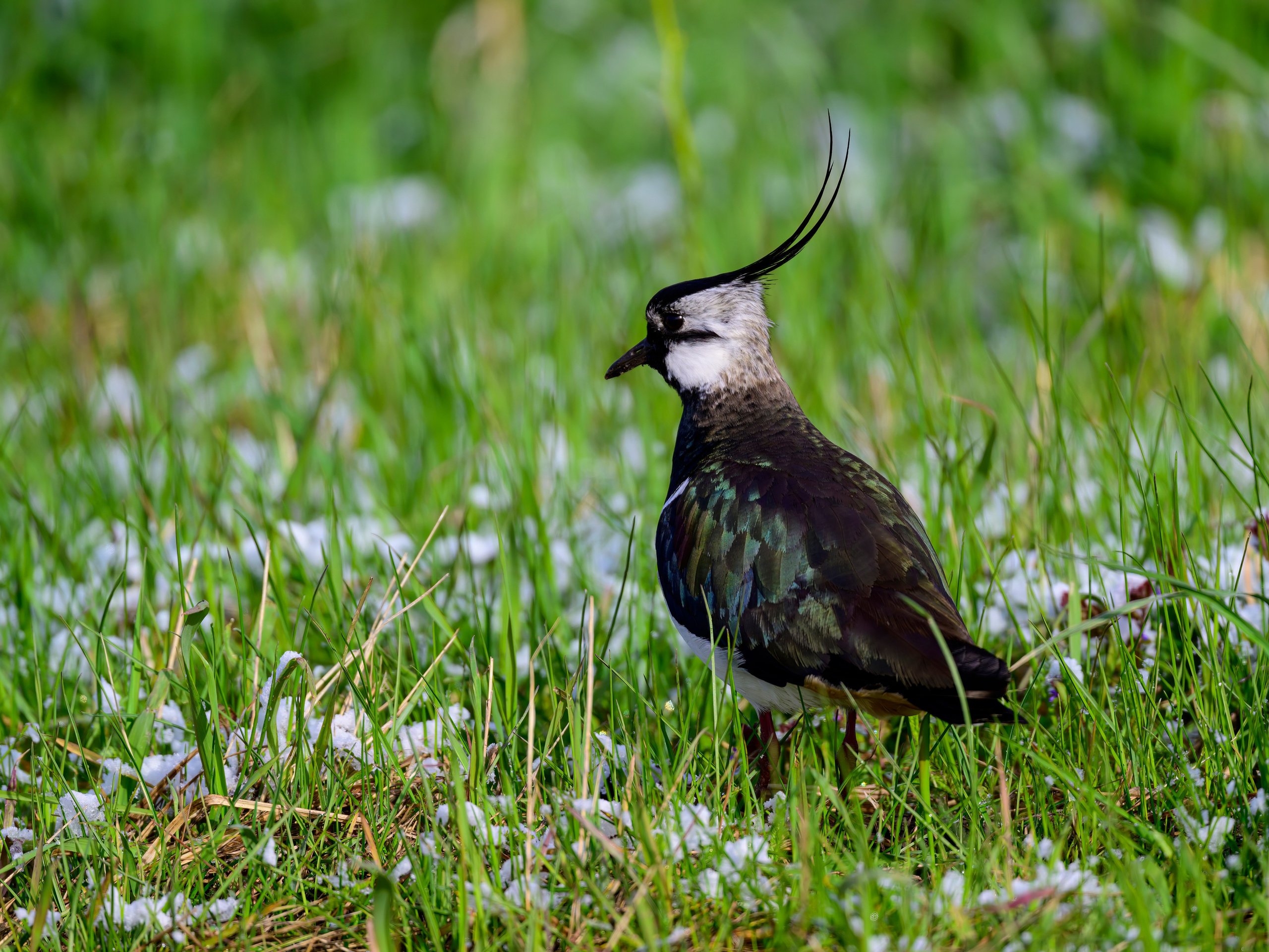 Веретенник. Фотограф Сергей Пупонин