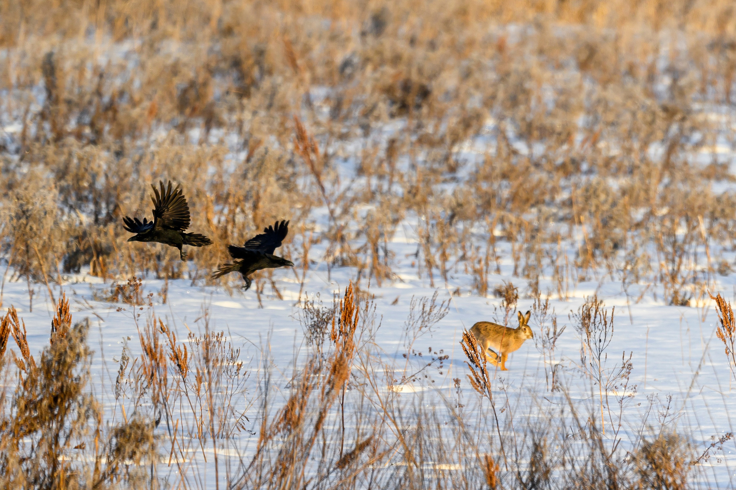 Чёрный ворон, чёрный ворон, Что ж ты вьёшься надо мной?. Фотограф Сергей Пупонин