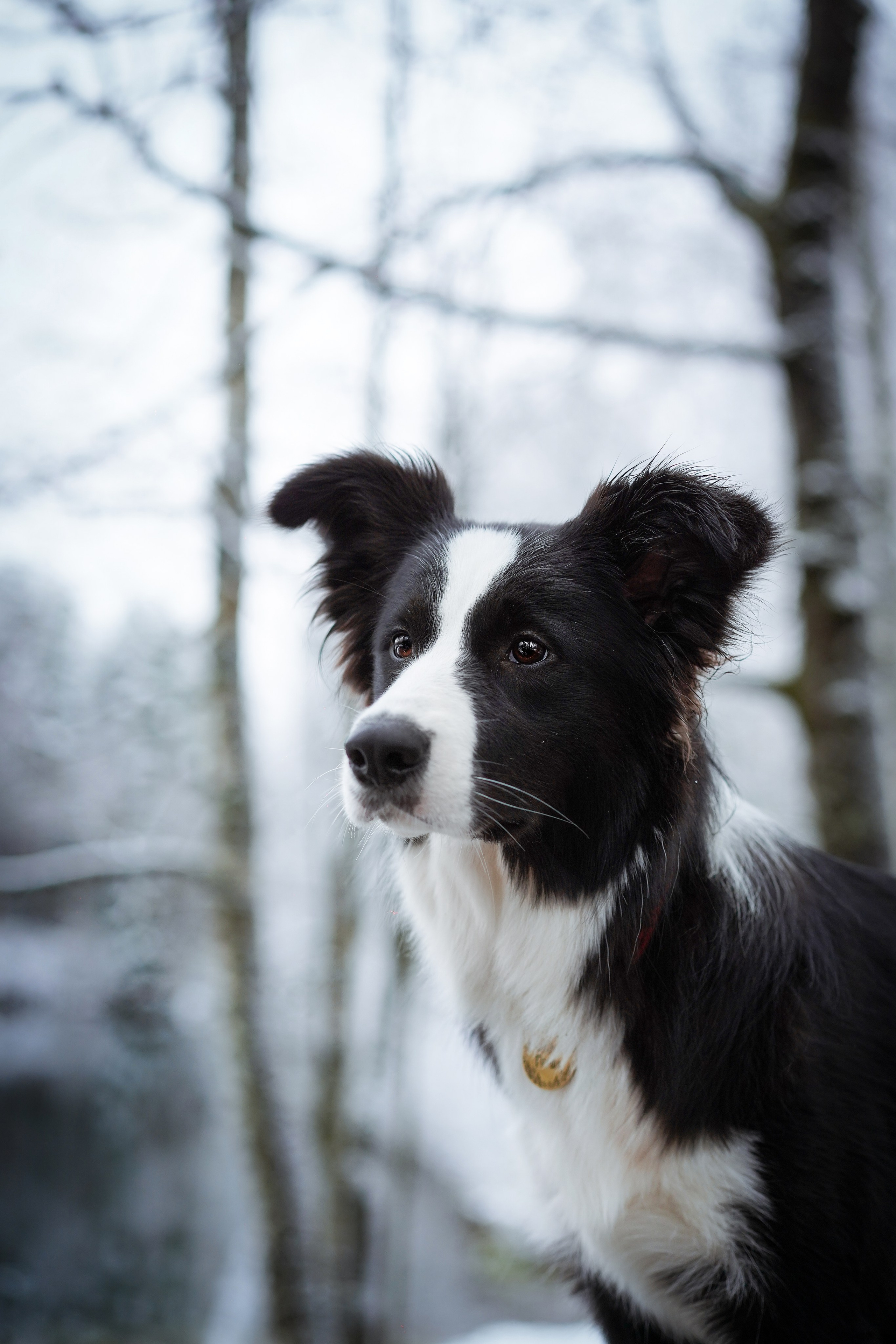 Юлия и Груша. Фотограф-анималист в Санкт-Петербурге Яна Мартынова