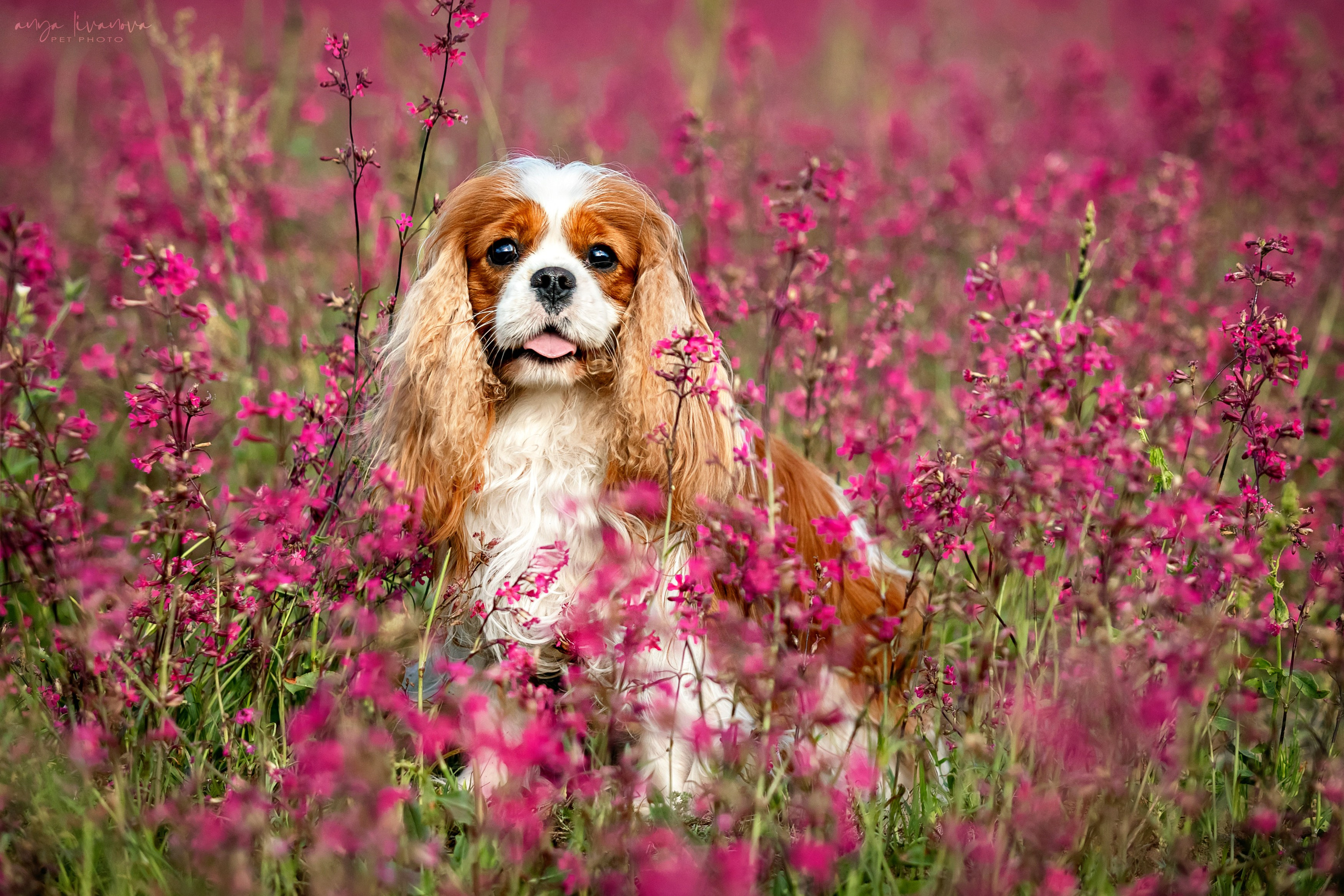 Смолка клейкая. Фотограф анималист Аня Ливанова | Рыбинск
