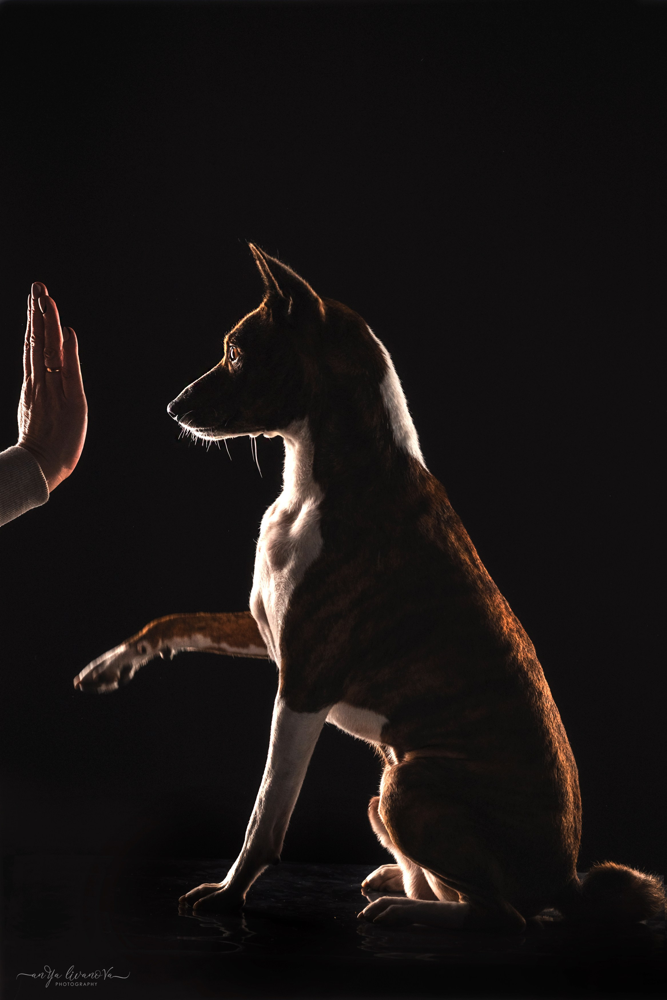 Стёпан. Фотограф анималист Аня Ливанова | Рыбинск