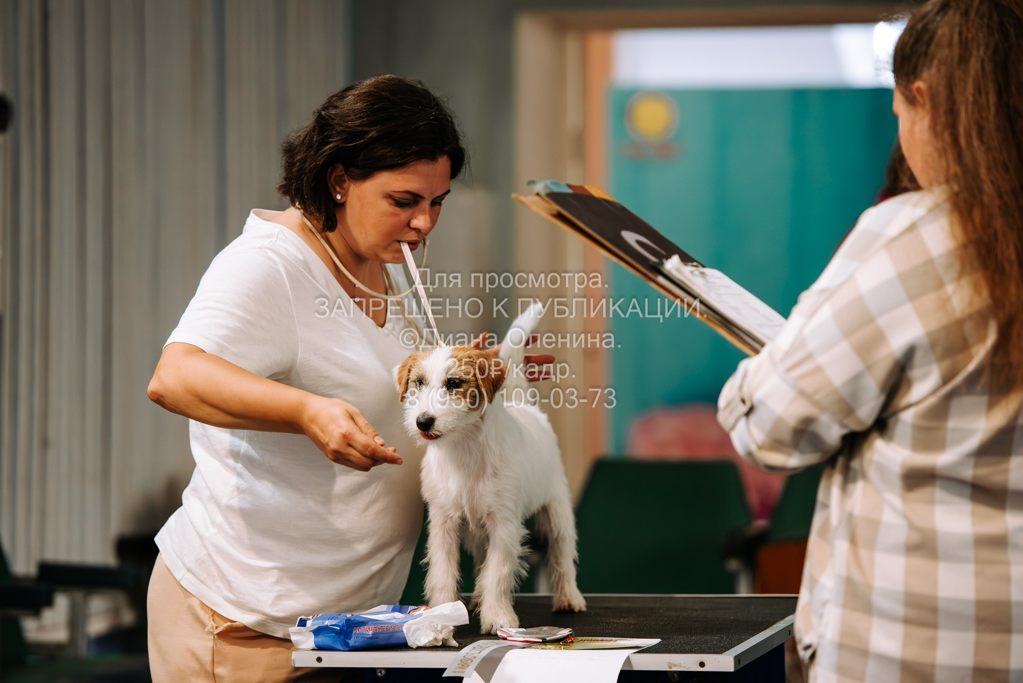 Национальная выставка собак всех пород ранга САС-IKU «Кубок Красноярск. Фотограф Диана Оленина Красноярск / Братск