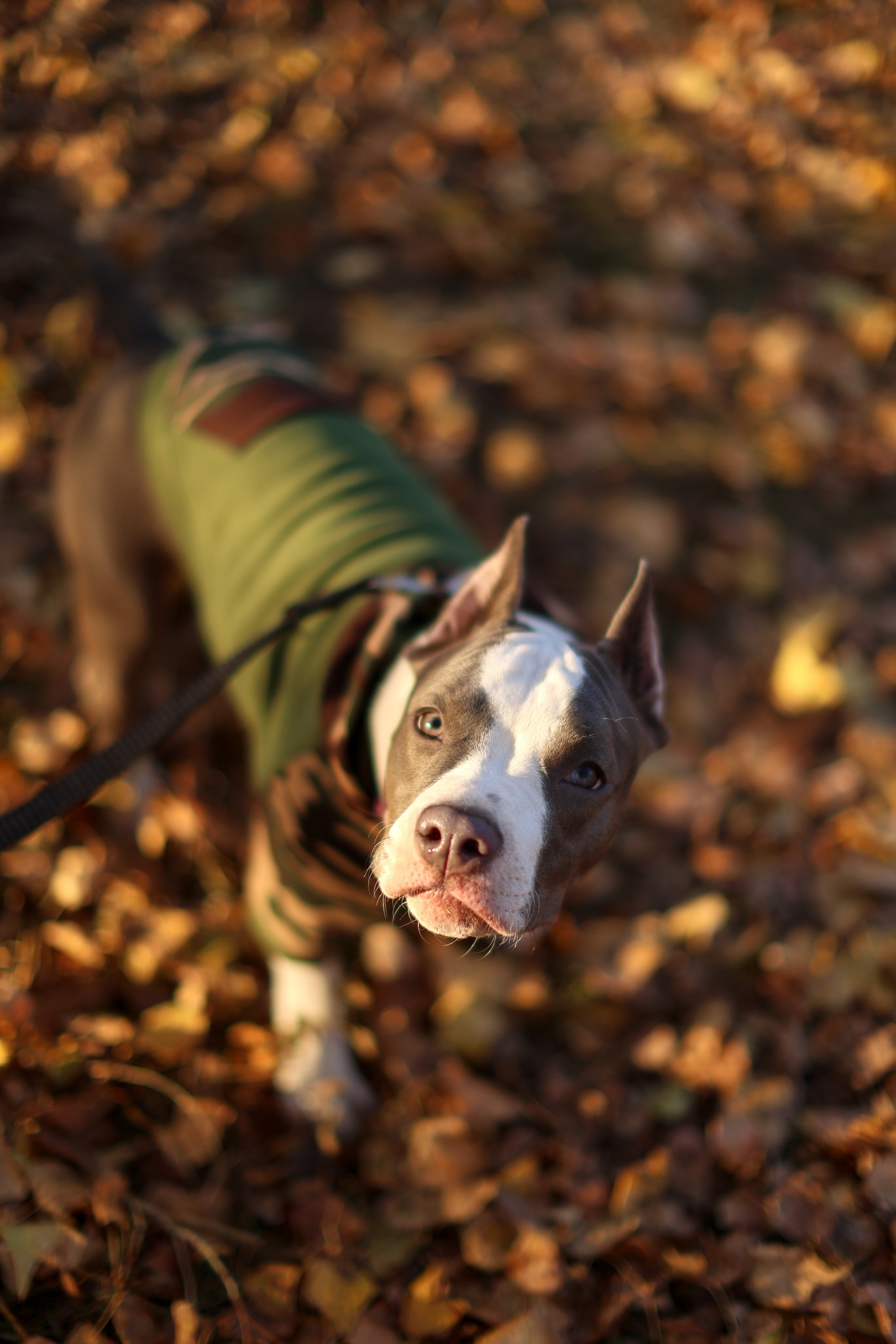 Осень. Art my Pho