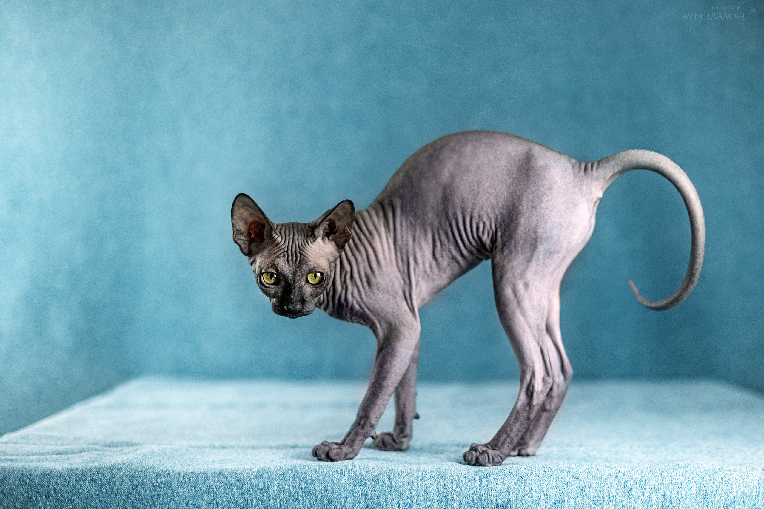 Кошечка сфинкс. Фотограф анималист Аня Ливанова | Рыбинск