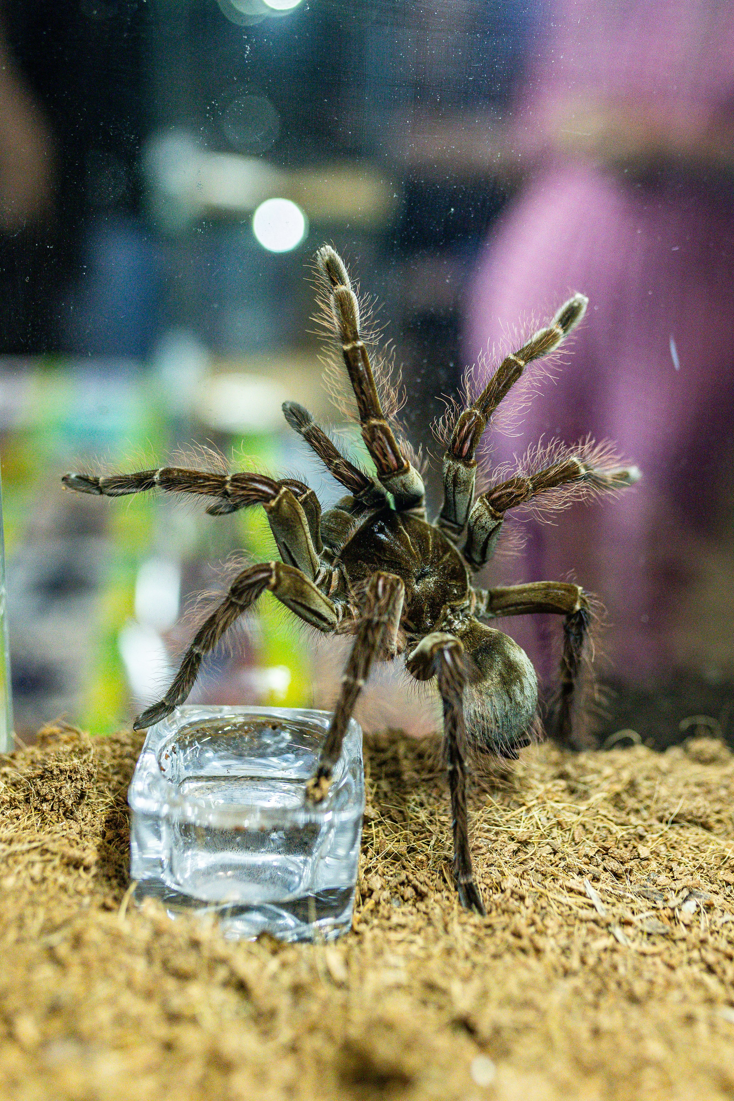 Рептилиум июнь 2025. Александра Куликова фотограф, Москва