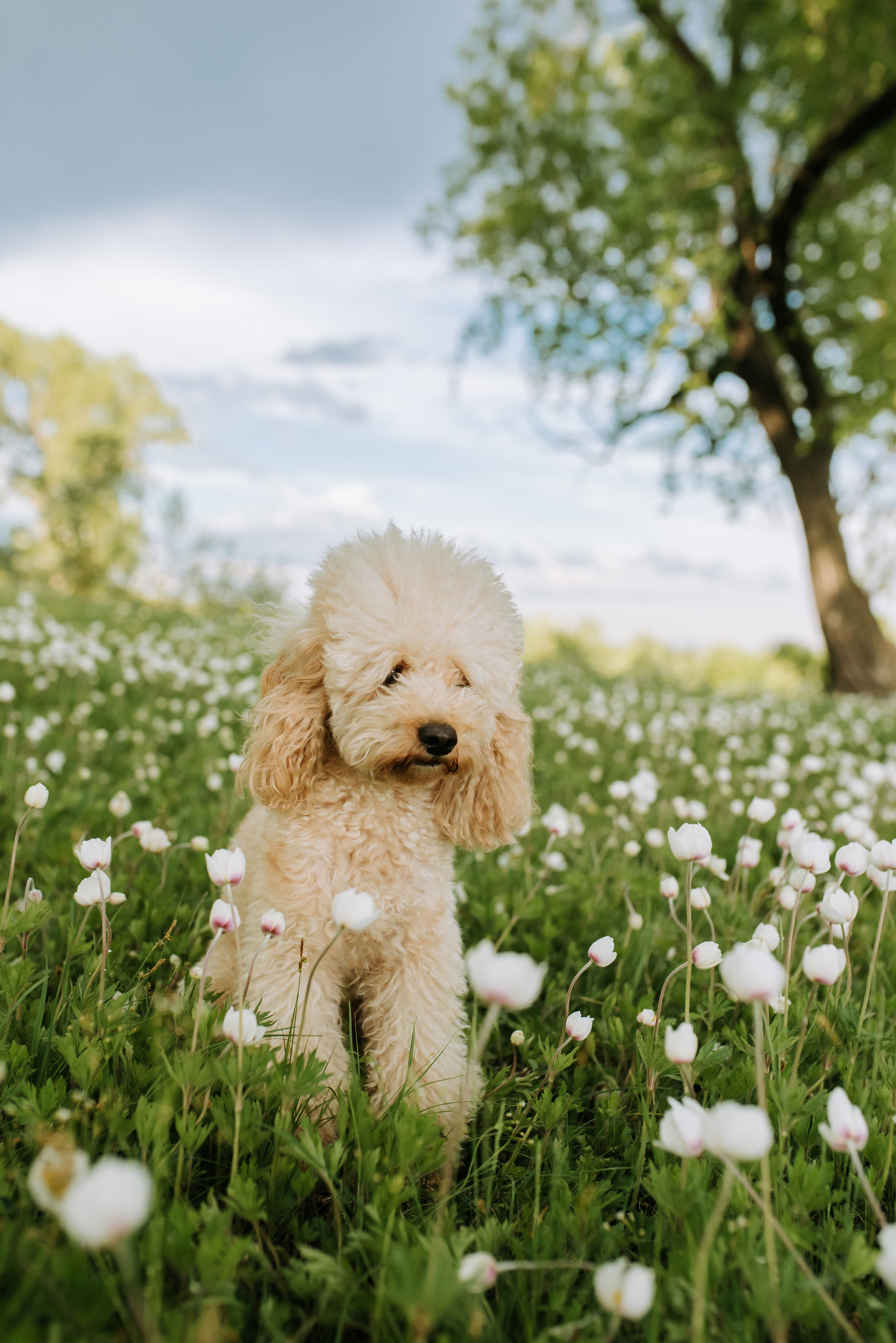 Собаки уличные. Фотограф Диана Оленина Красноярск / Братск