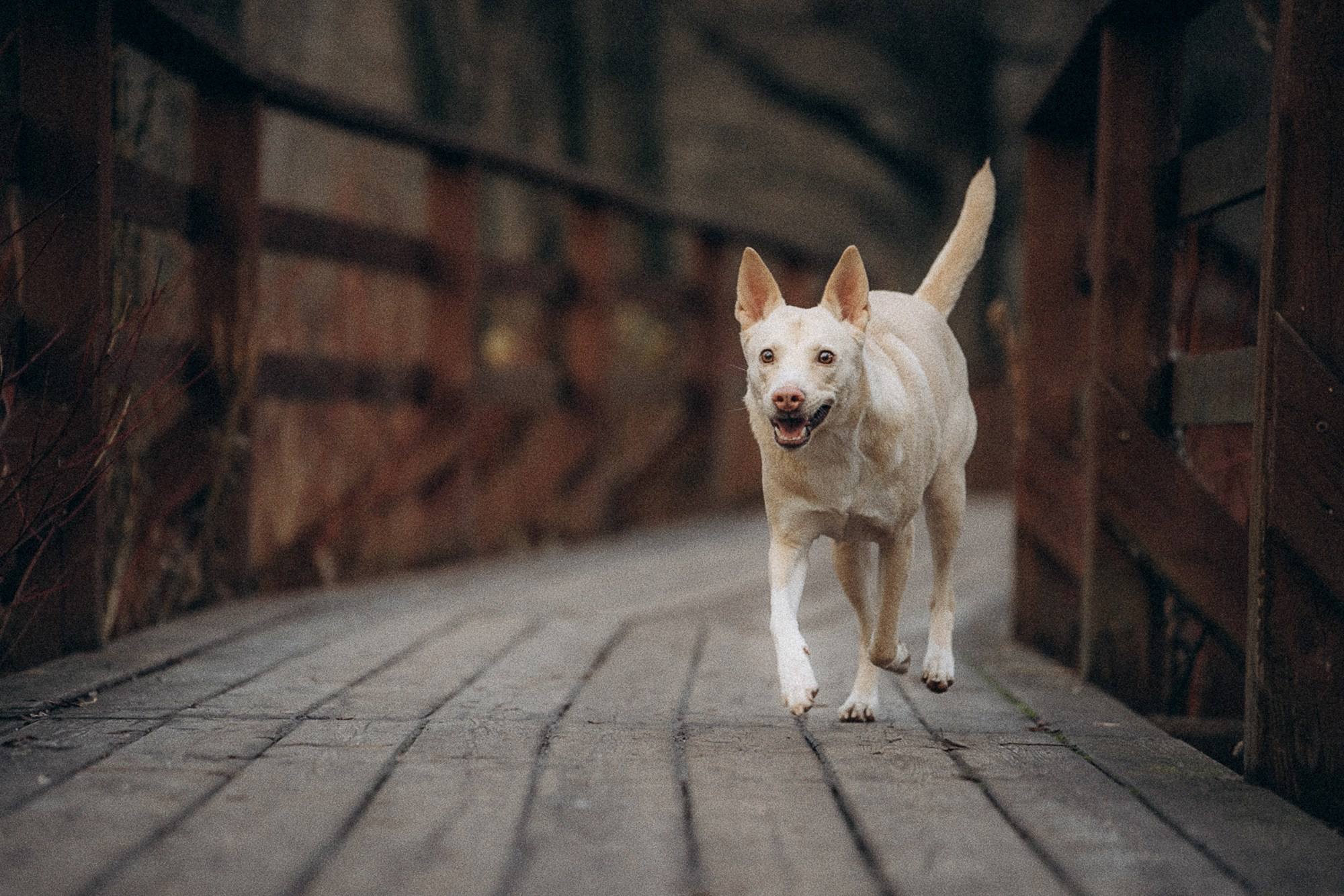 Туся. Фотограф анималист в Москве и Санкт-Петербурге Свиридова Анна
