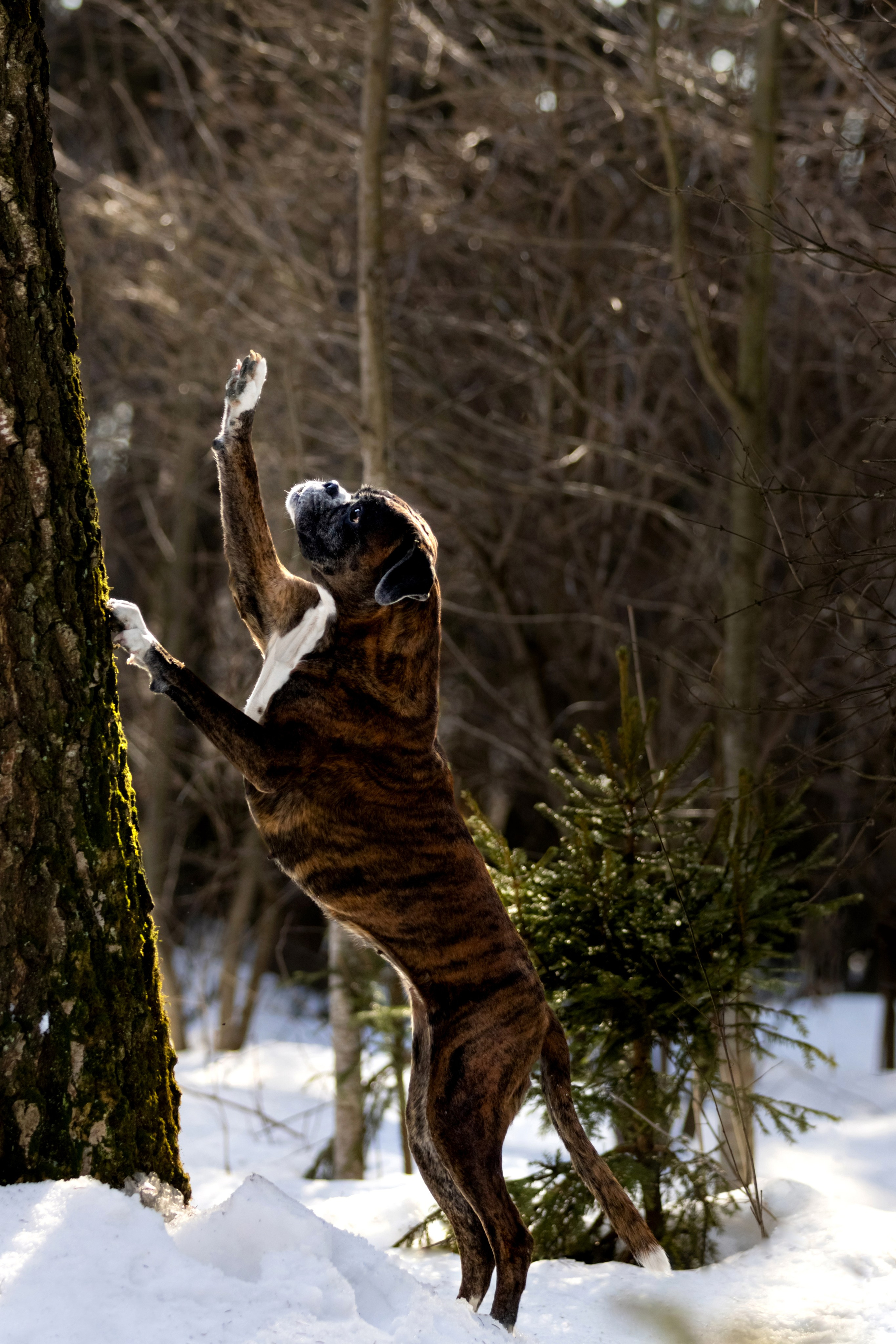 Прогулки. Фотограф — анималист в Москве и области Ольга Петракова