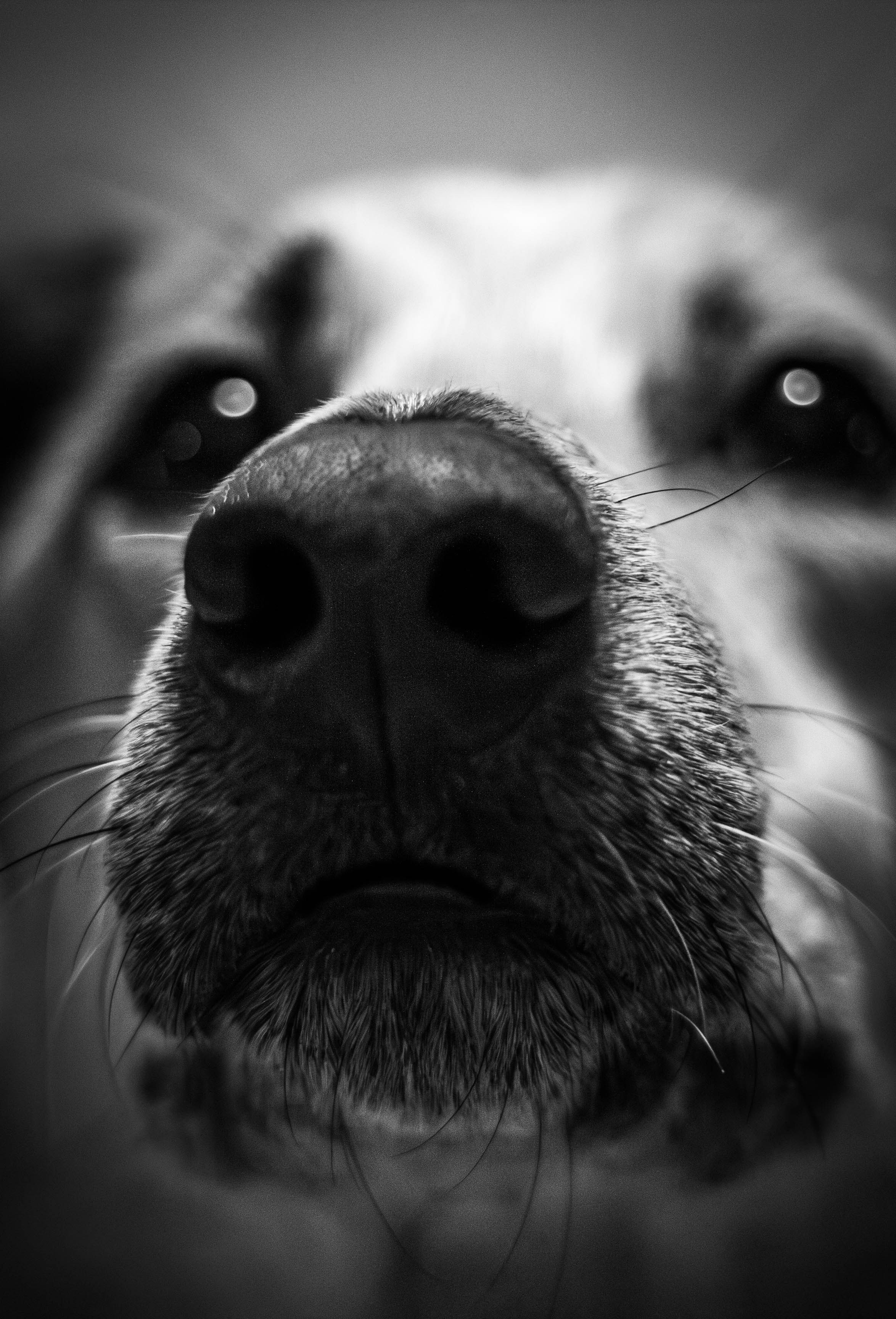 Детали. Zenizza