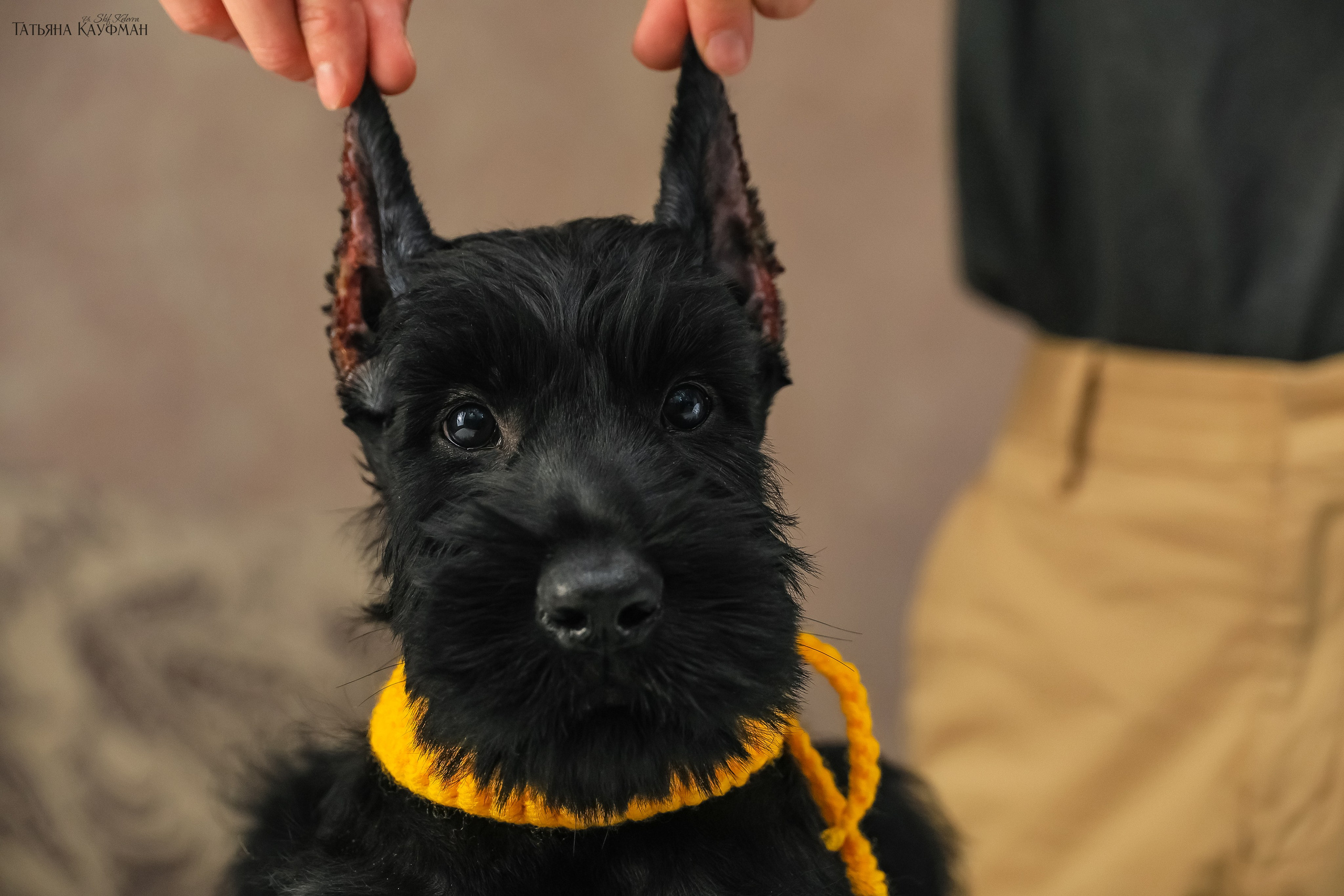 Ризеншнауцеры 2 месяца. Фотограф Анималист из Новосибирска Татьяна Кауфман