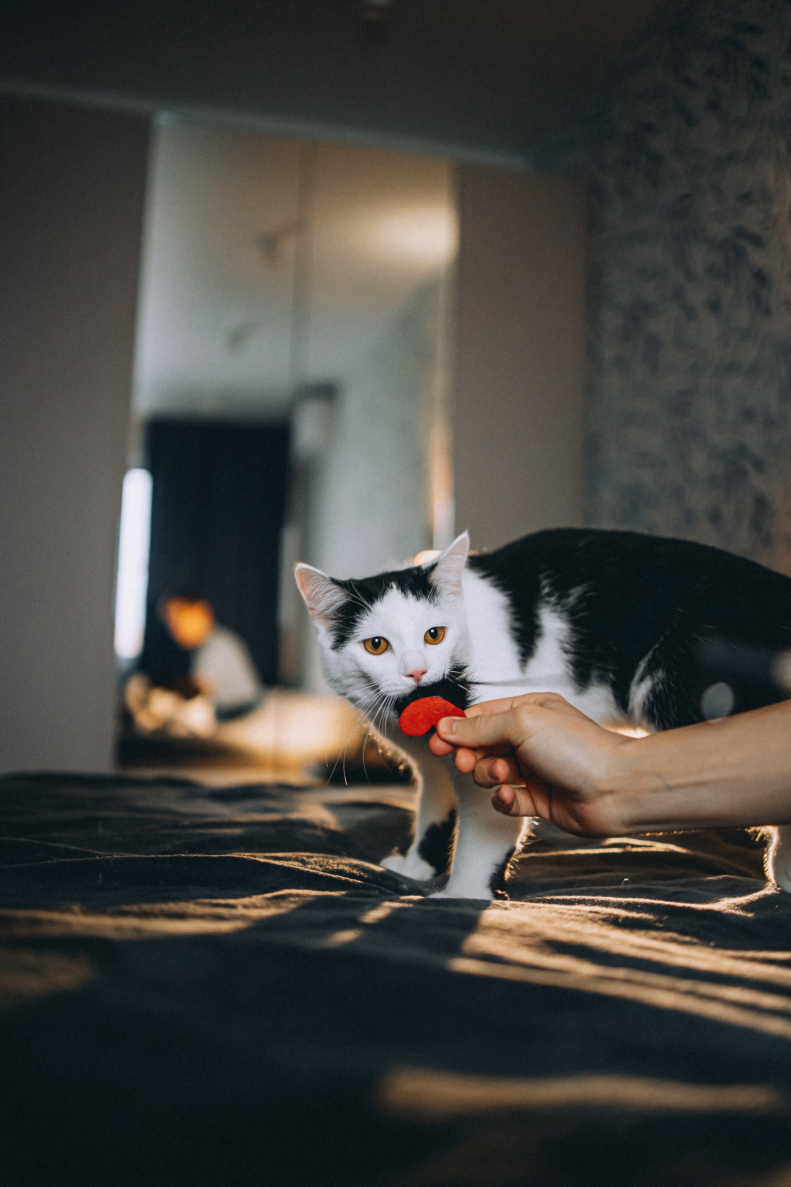 Рыся, Кепа и их семья