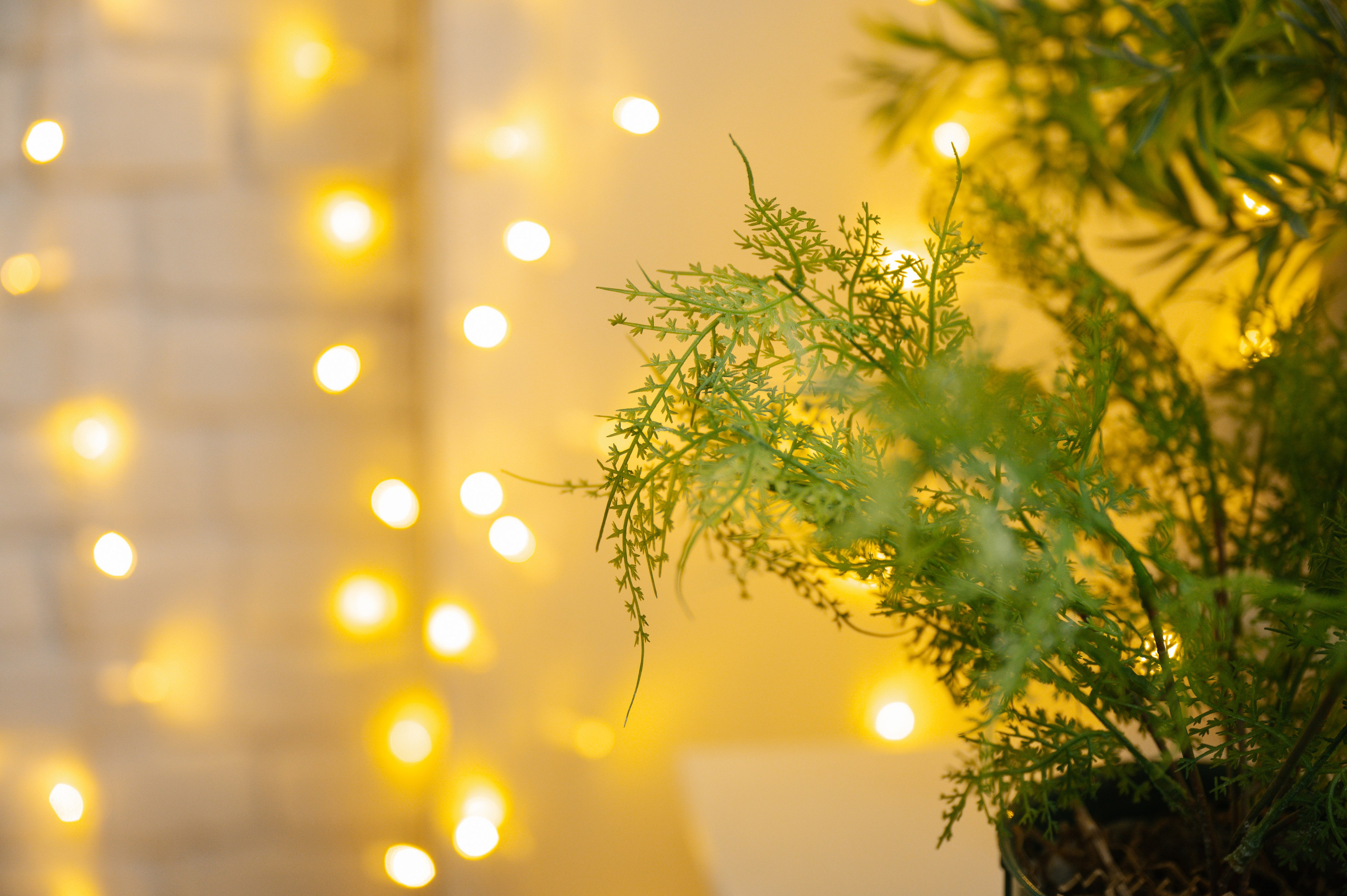 Злате годик. Свадебный видеограф в Москве Никонова Анна