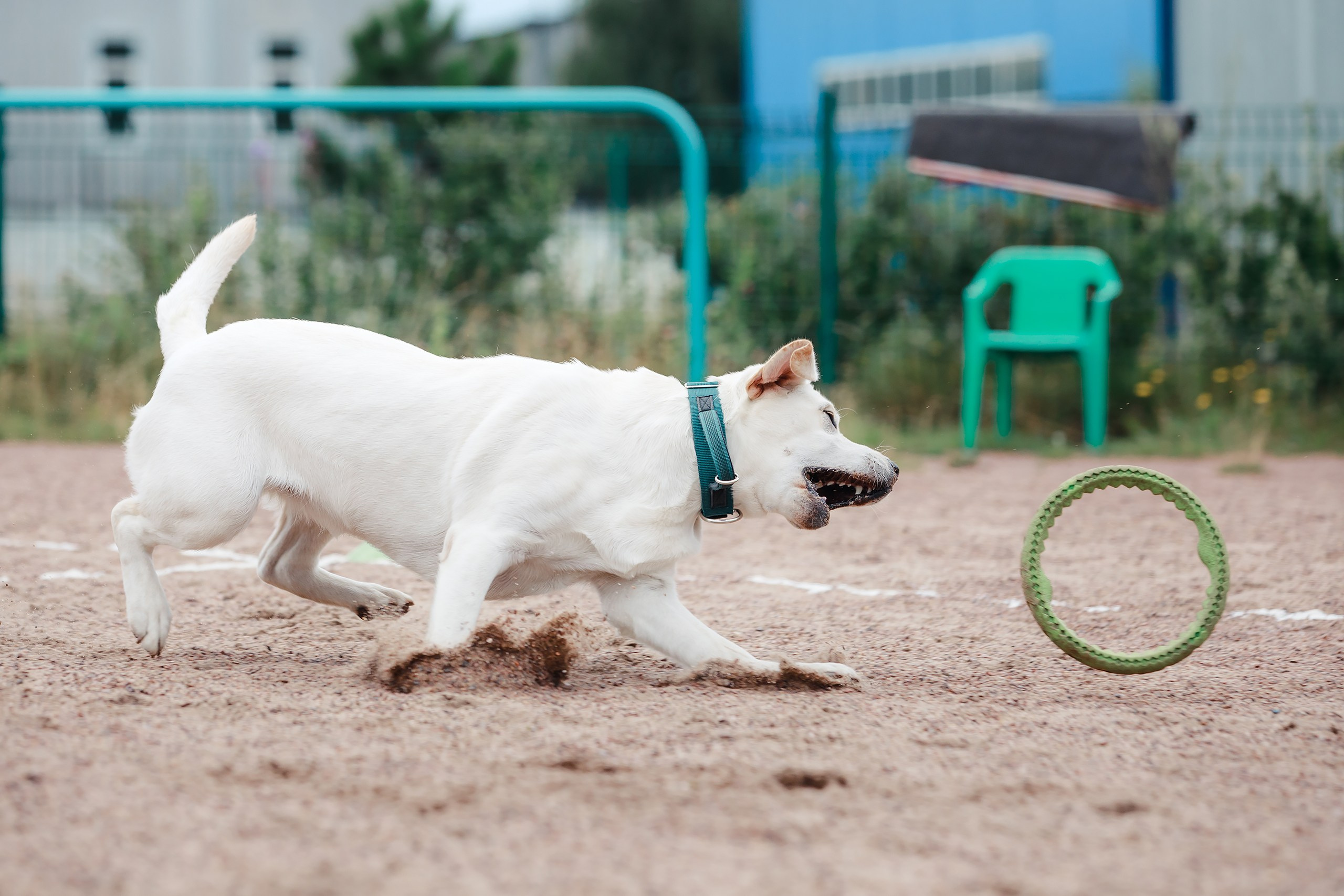 Питч&Гоу + веселые старты. Фотограф-анималист Mary Mart — Москва, Питер