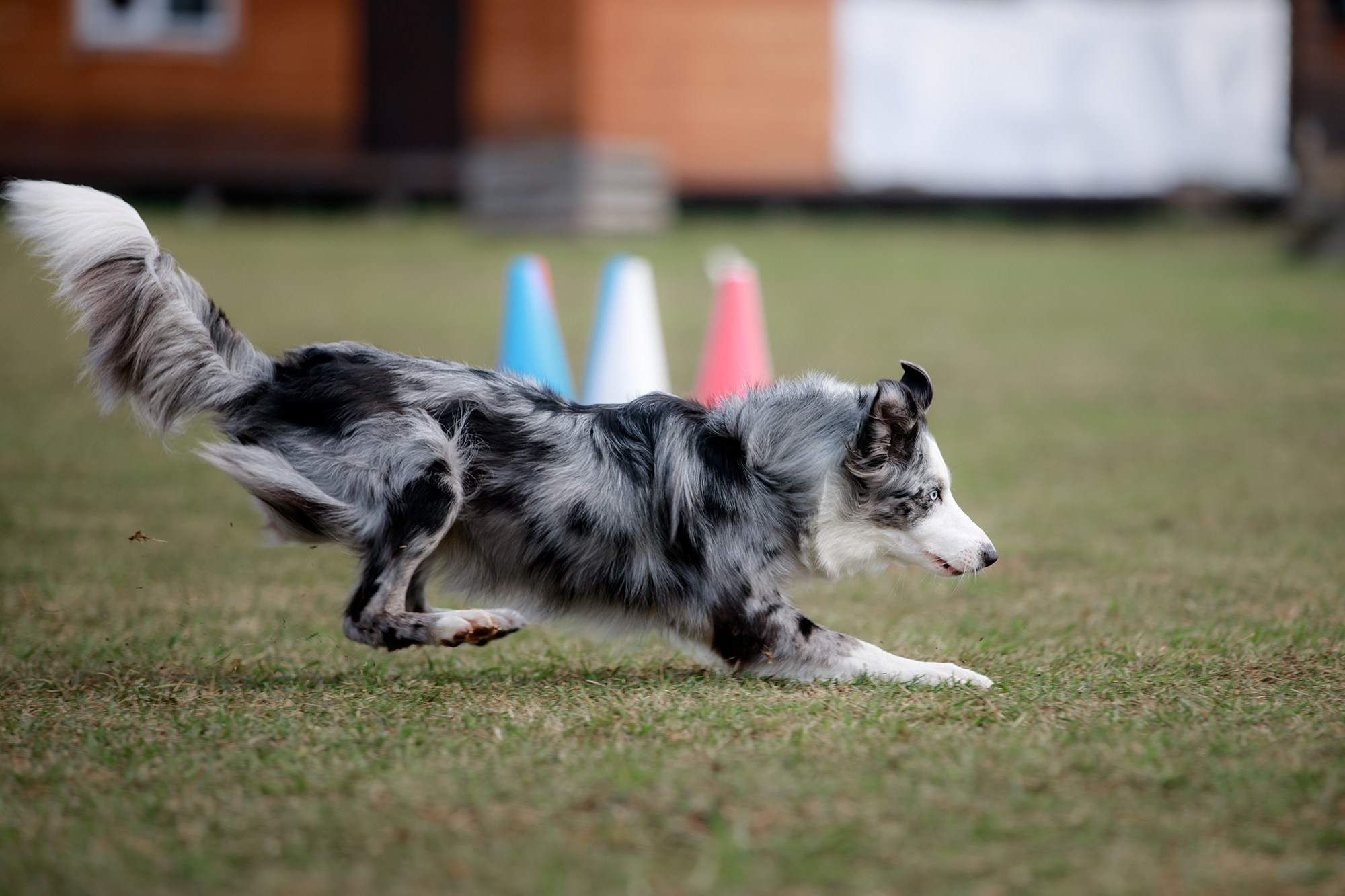 Лагерь по ОБД с Инной Баженовой. Фотограф-анималист Mary Mart — Москва, Питер