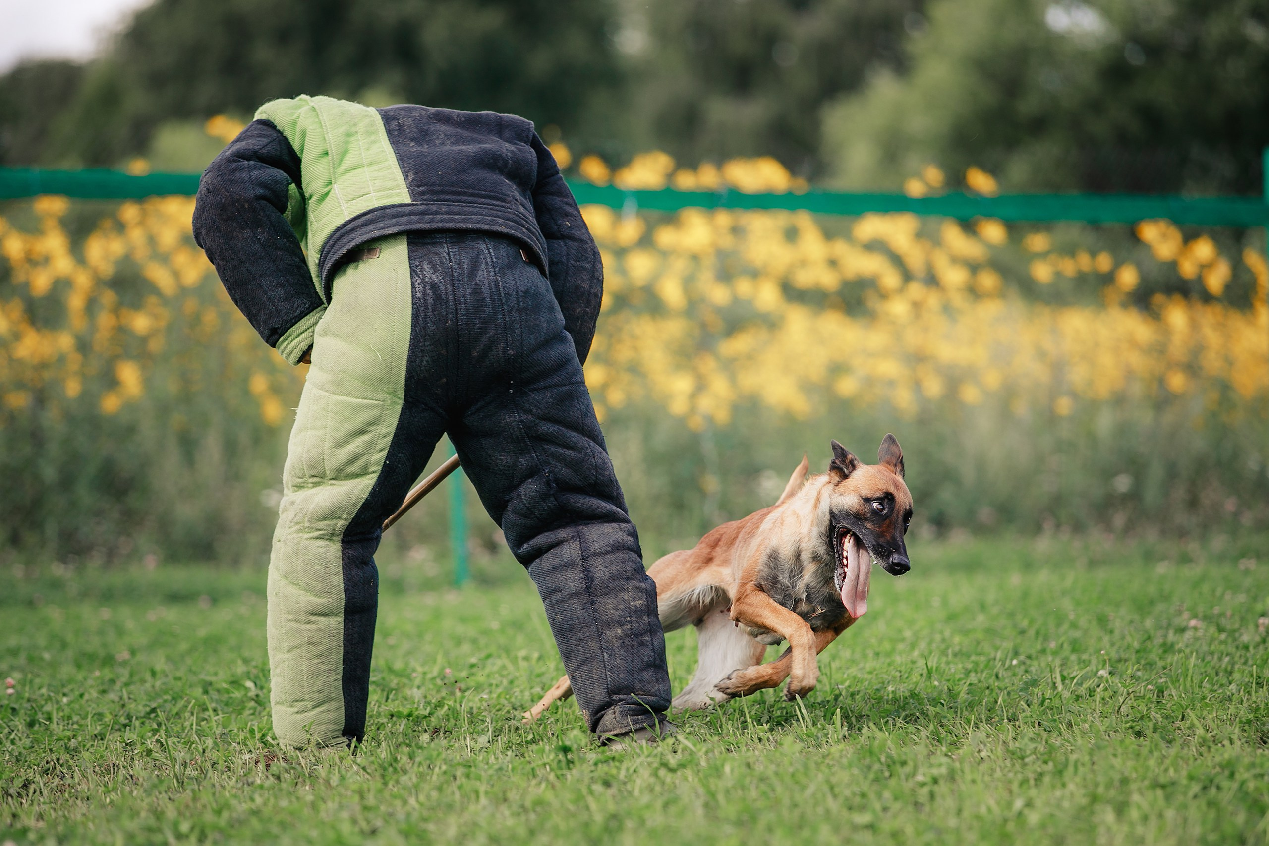 Мондьоринг М1, М2, М3, Вологда. Фотограф-анималист Mary Mart — Москва, Питер