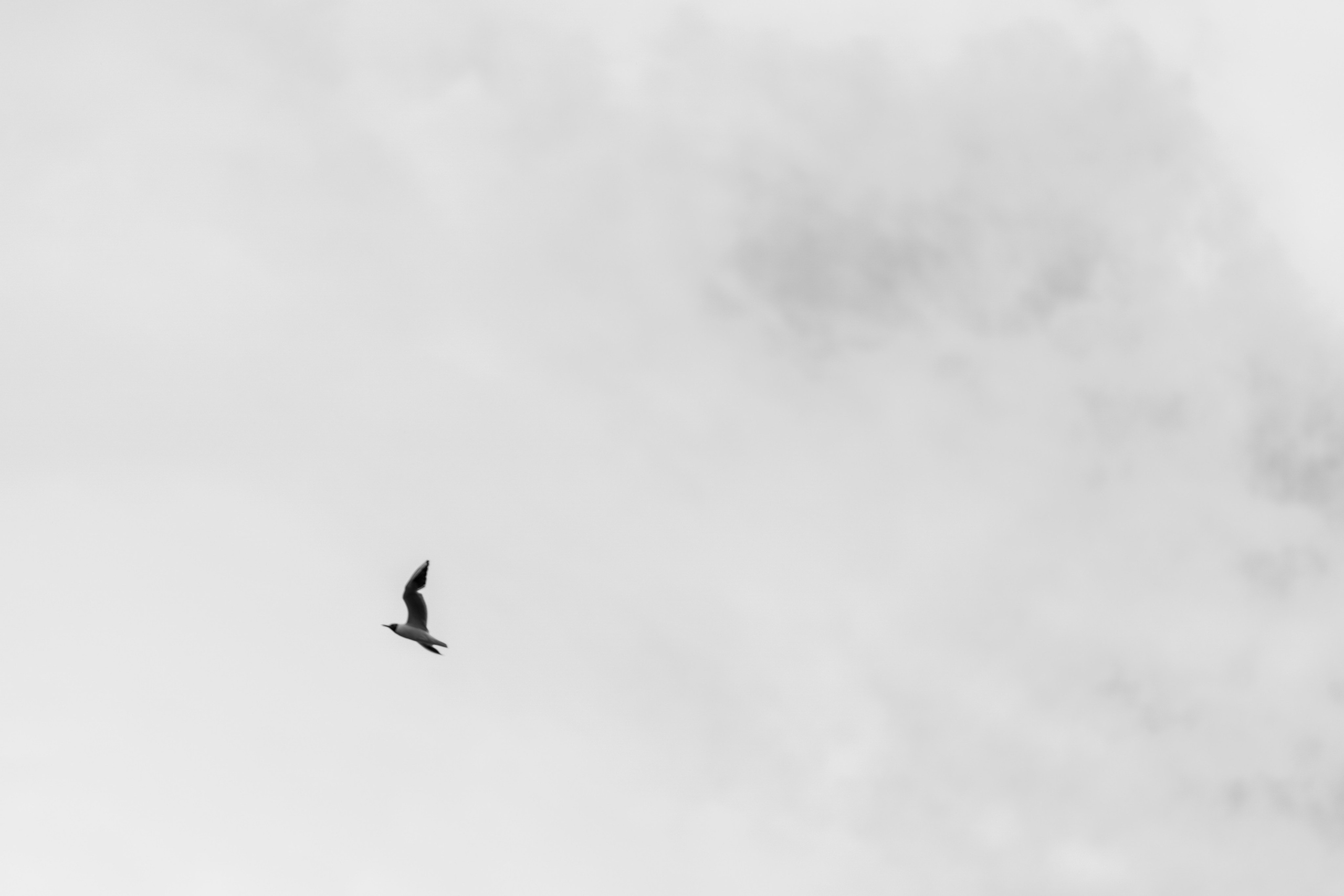 Свадебный анонс в течении 24 часов. Lokos.pro Ник Соколов Фото и Видео Москва/Ростов-на-Дону