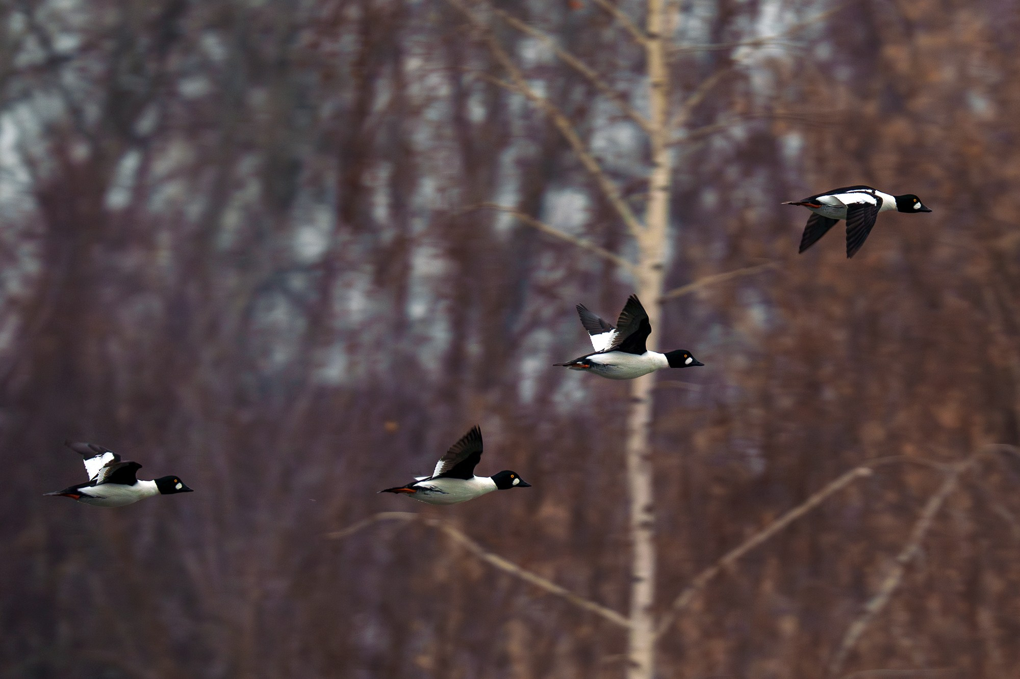 Удивительные мир птиц. Вокруг нас столько прекрасного — присмотритесь!. Ваш личный фотограф Марина Волкова