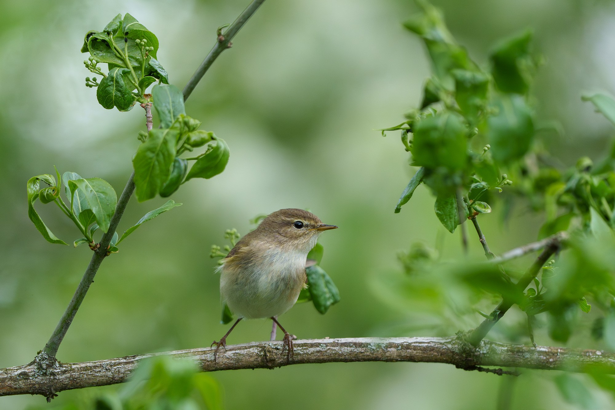 Удивительные мир птиц. Вокруг нас столько прекрасного — присмотритесь!. Ваш личный фотограф Марина Волкова
