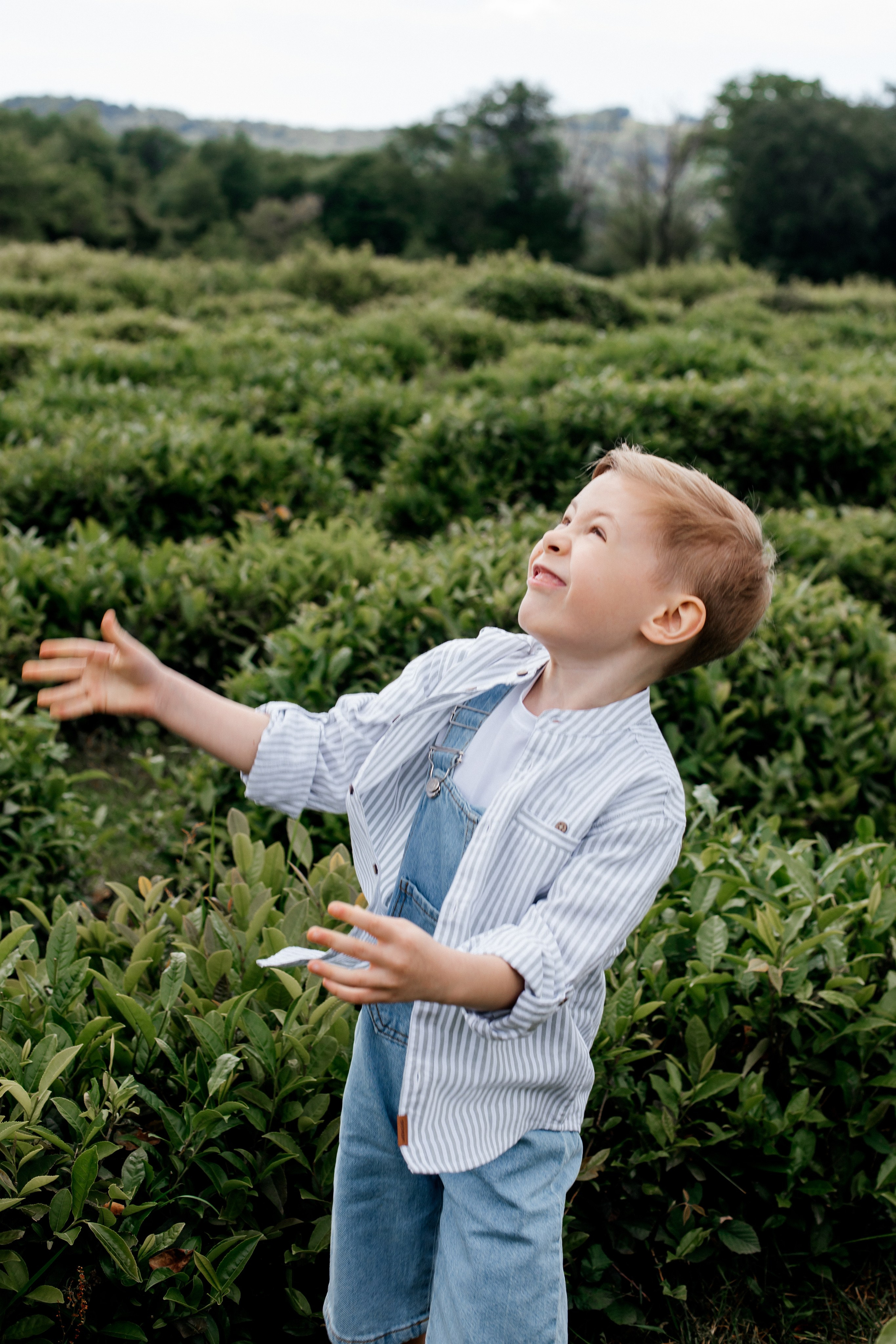 Tea plantation. Efimova Model Agency