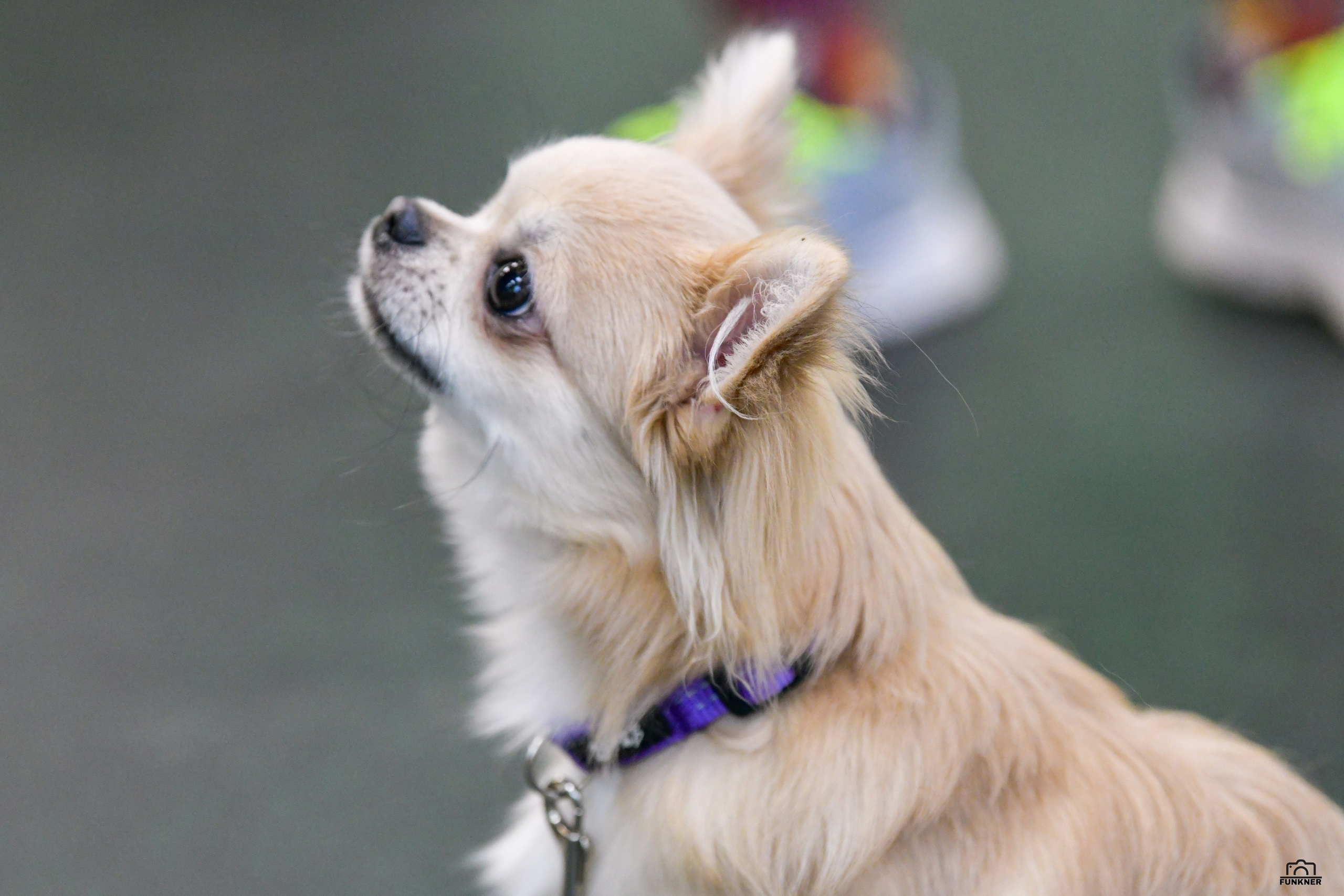 Кинологический клуб «Бодрый хвост». Свой взгляд через объектив