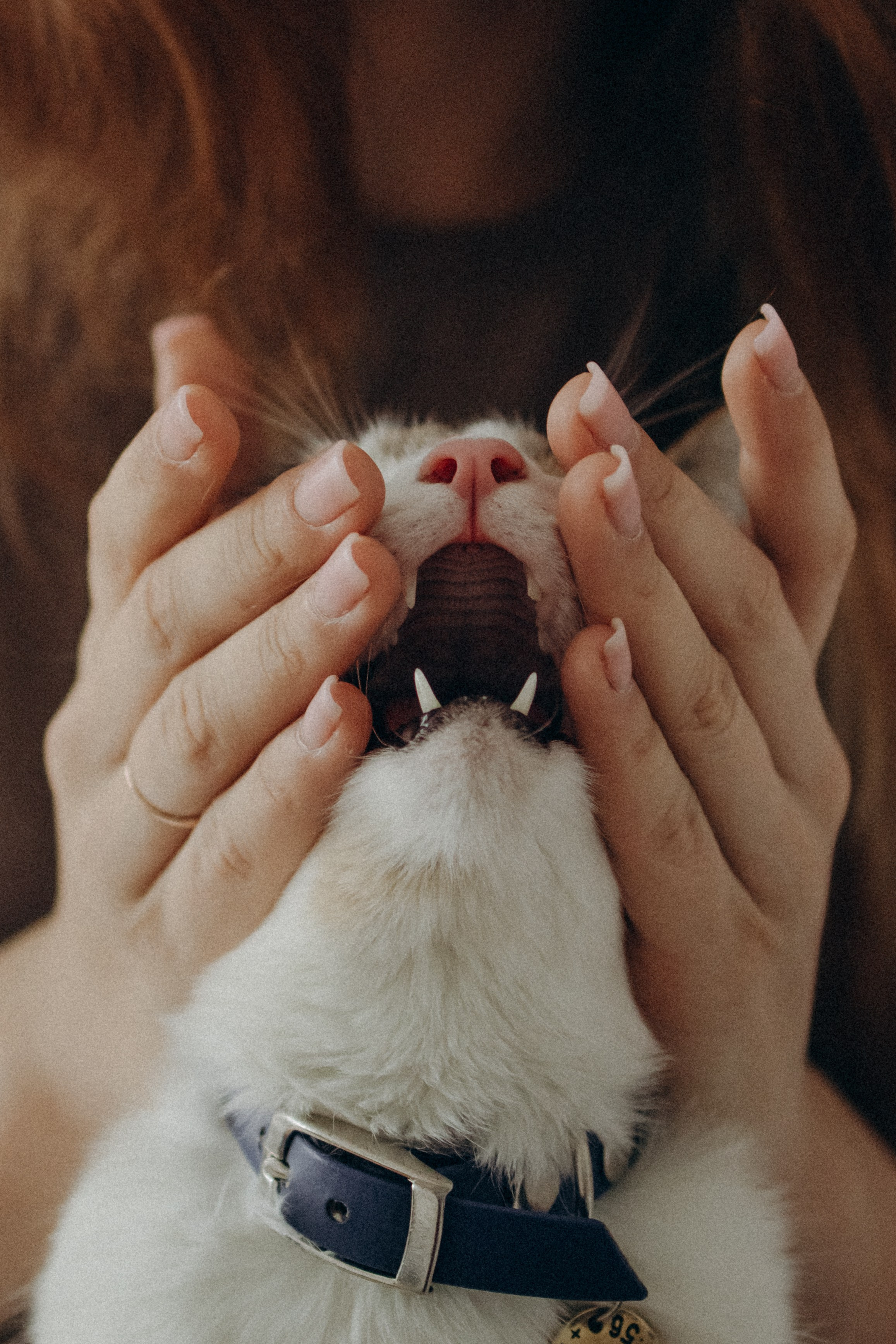 Ксюша и Яша. Фотораф — анималист Мария Шистка