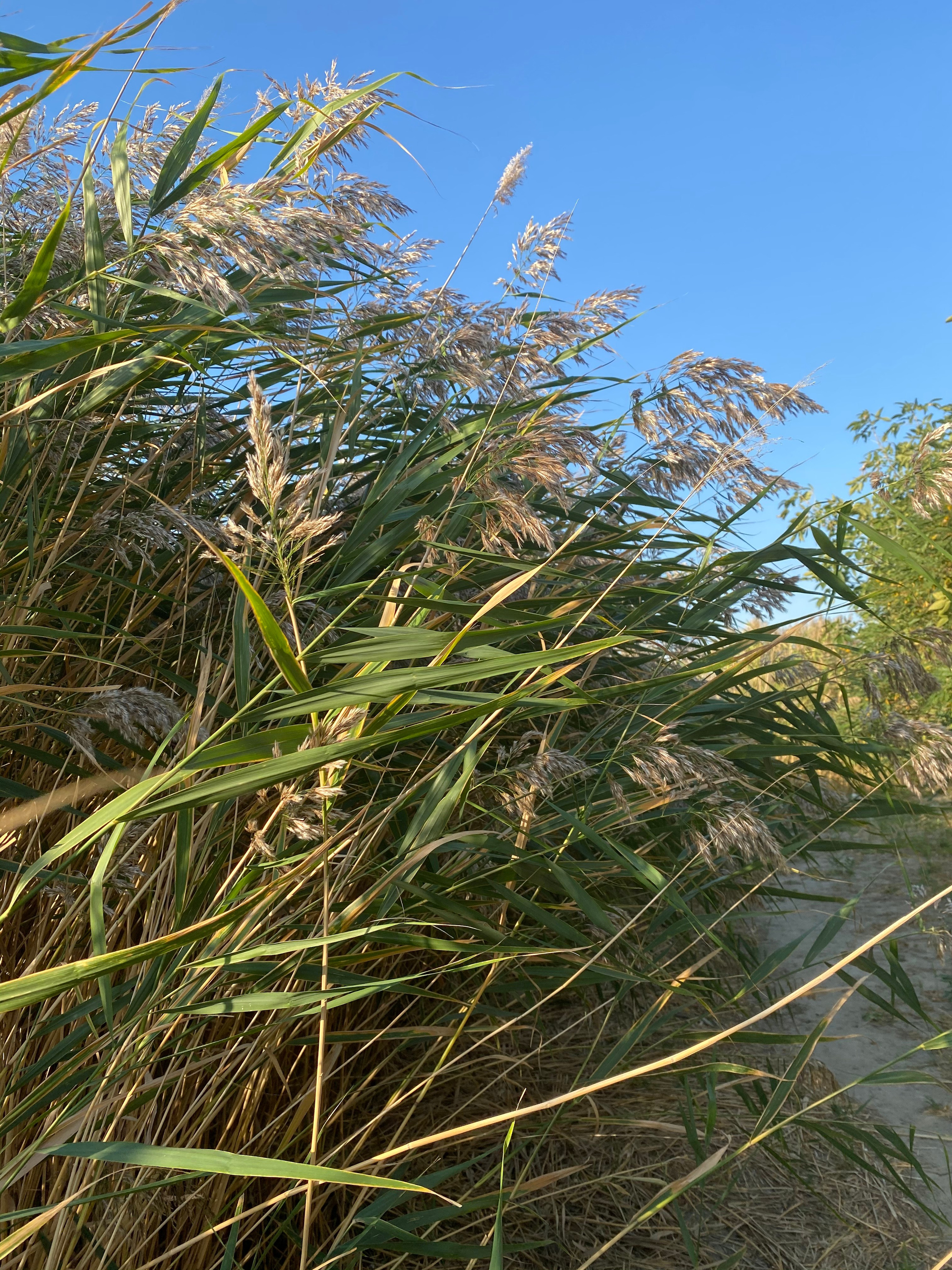 АбунаФест, Камышовый Рай — 20. Своя Мастерская