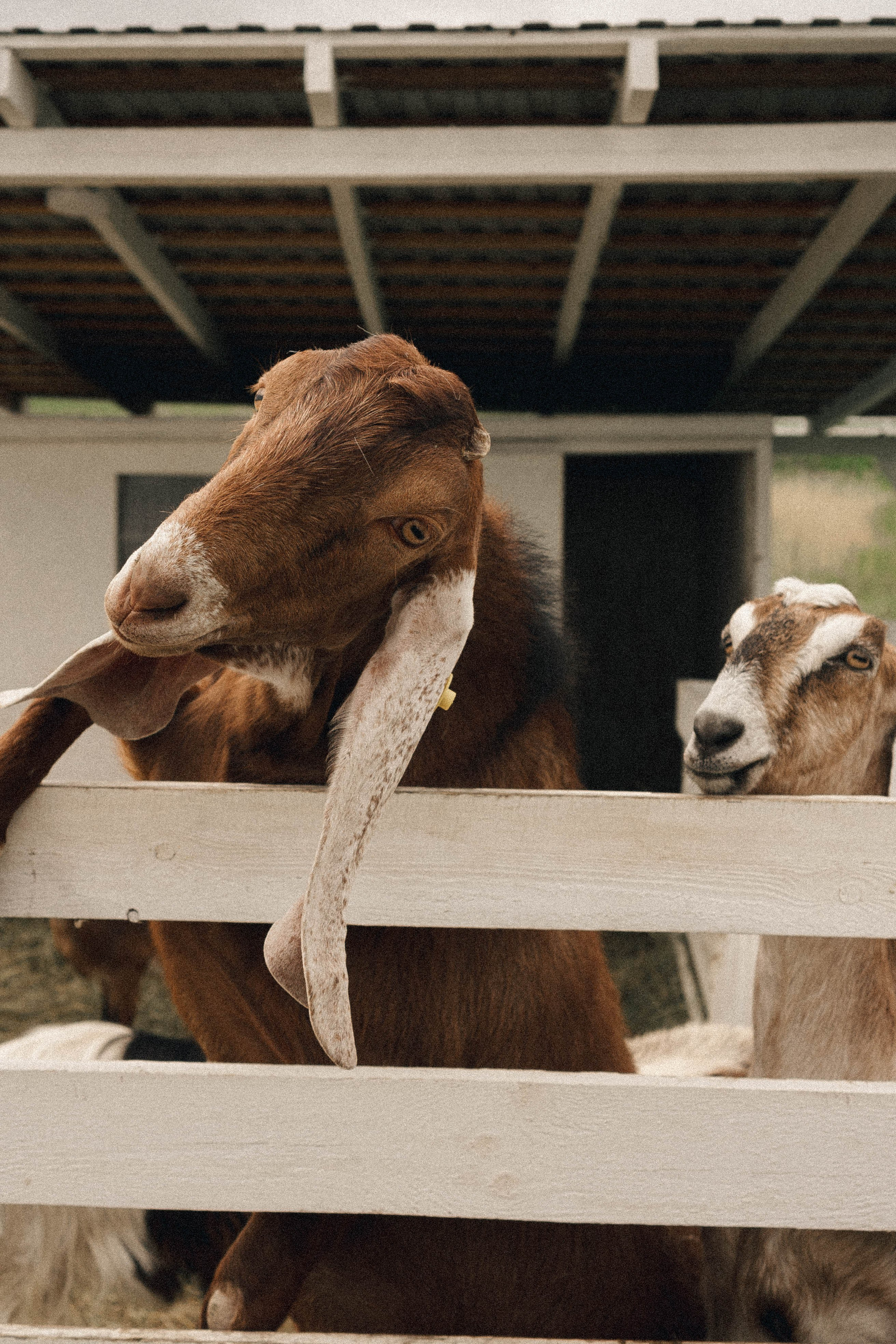 Ферма Альпак. Профессиональный фотограф, Санкт-Петербург — Виктория Богомолова