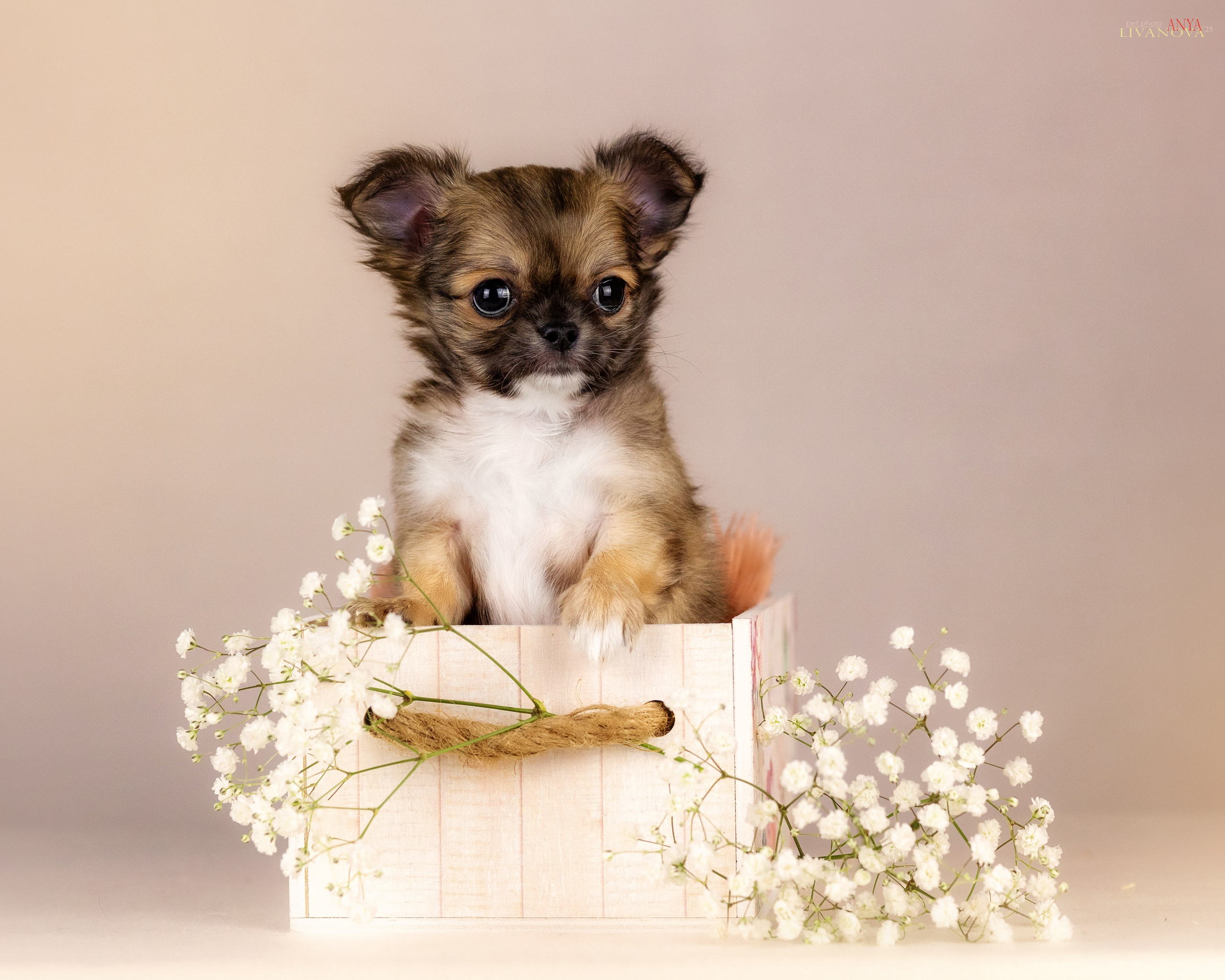 Чихуахуа. Фотограф анималист Аня Ливанова | Рыбинск