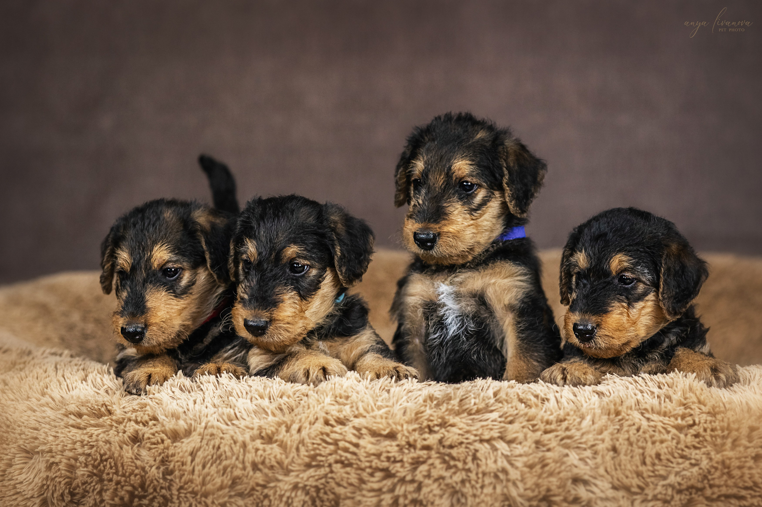 Эрдели. Фотограф анималист Аня Ливанова | Рыбинск