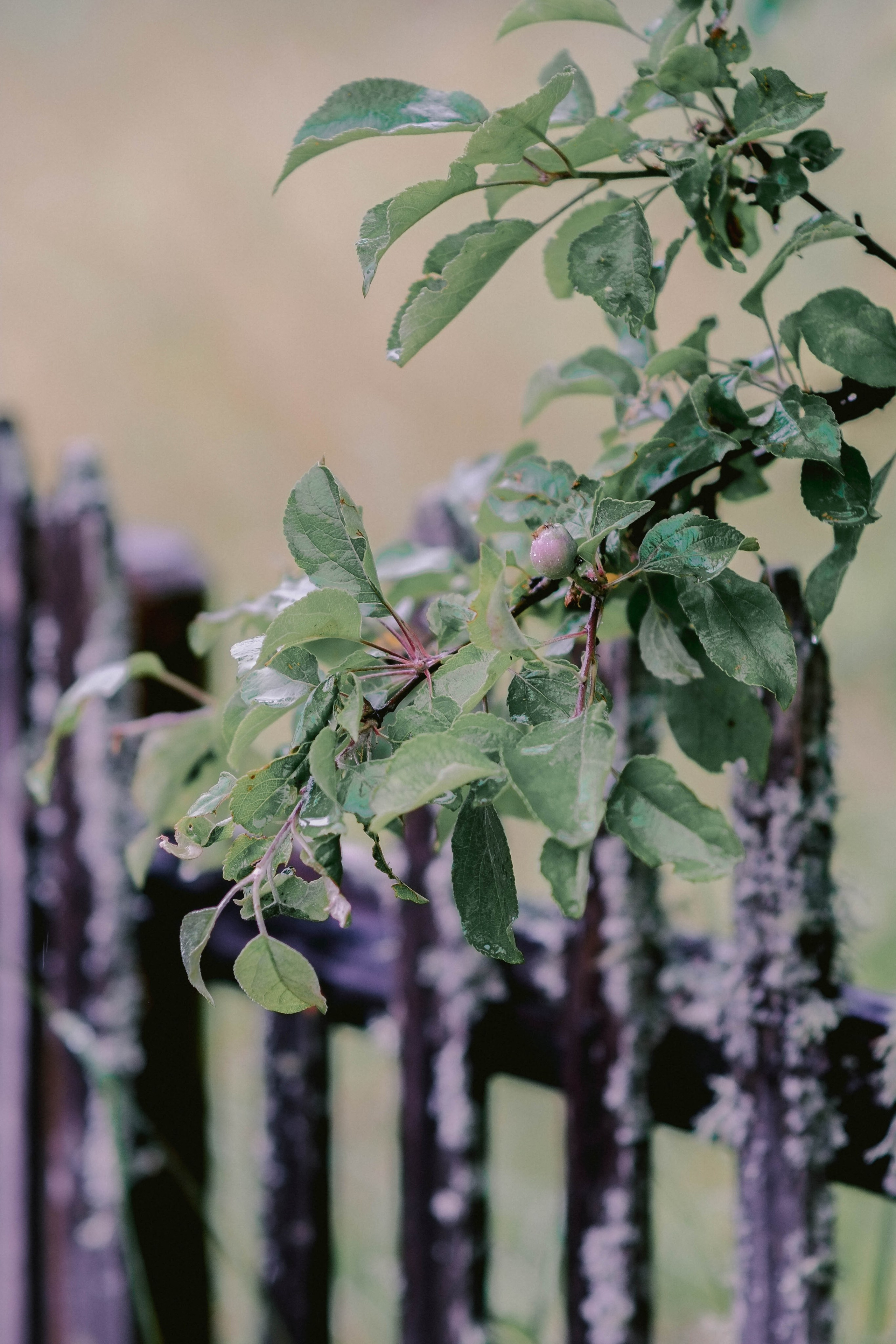 Фотохудожник в Карелии и Санкт-Петербурге