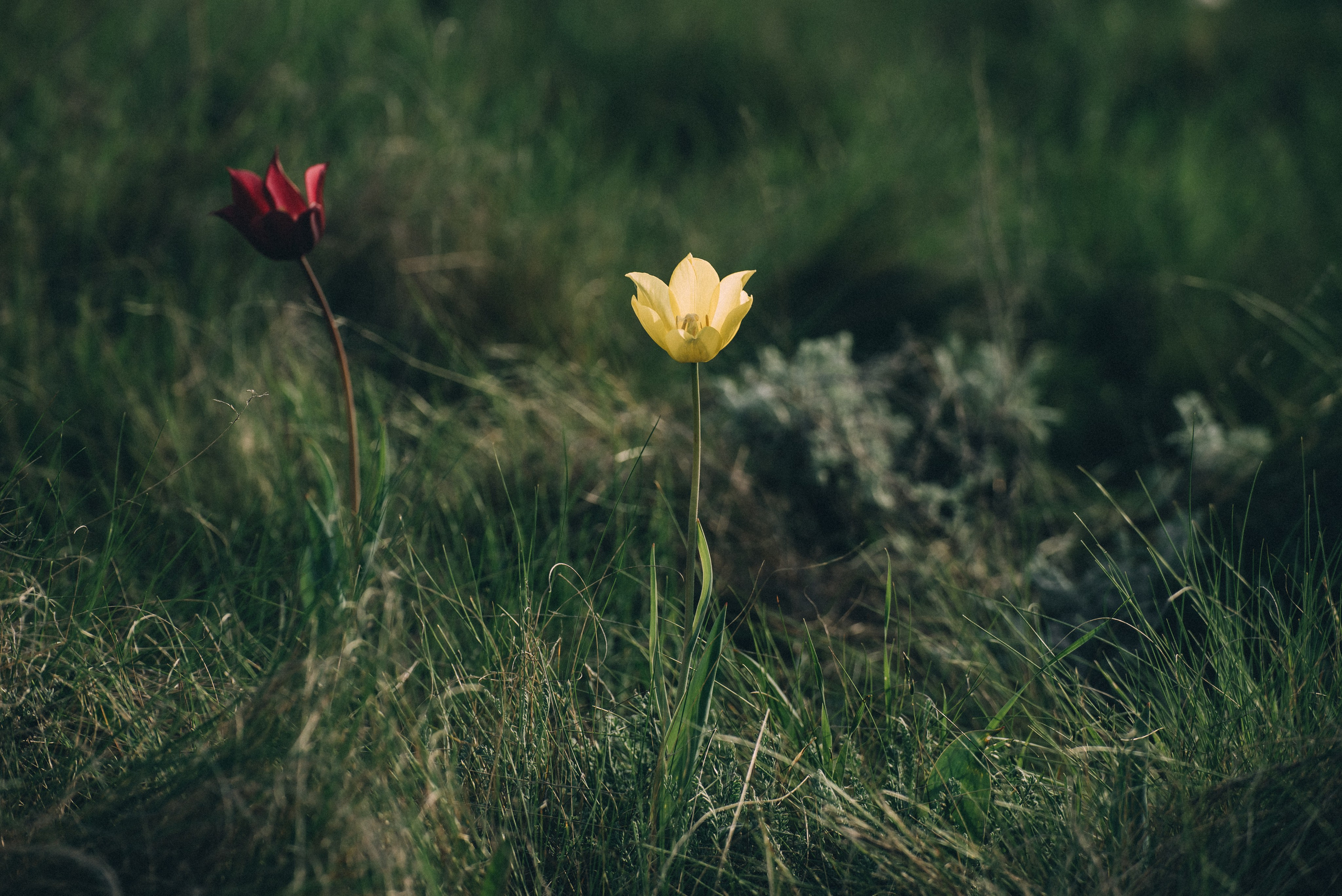 Заповедник «Оренбургский», предуральская степь. Фотообъединение Самарского областного отделения Союза журналистов России