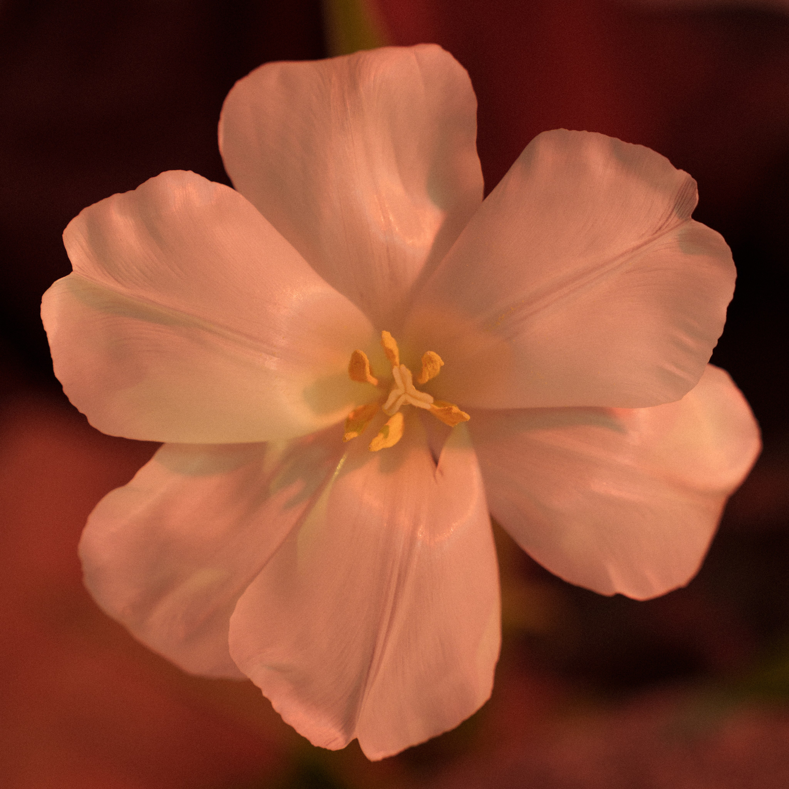 Александра. Свадебный фотограф Диана Лбова. Чебоксары/Москва/Санкт-Петербург