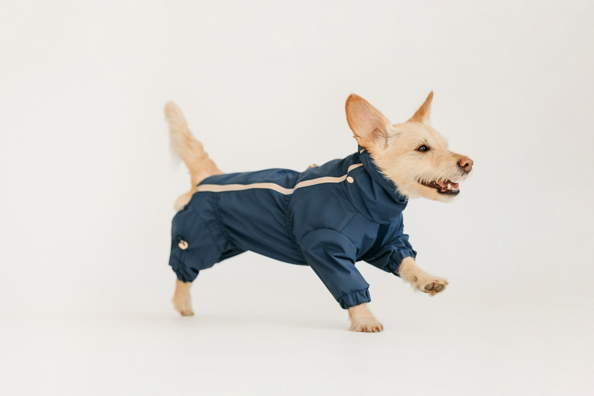 Одежда Lapa`s brand. Фотограф-анималист Елена Радченко, Москва