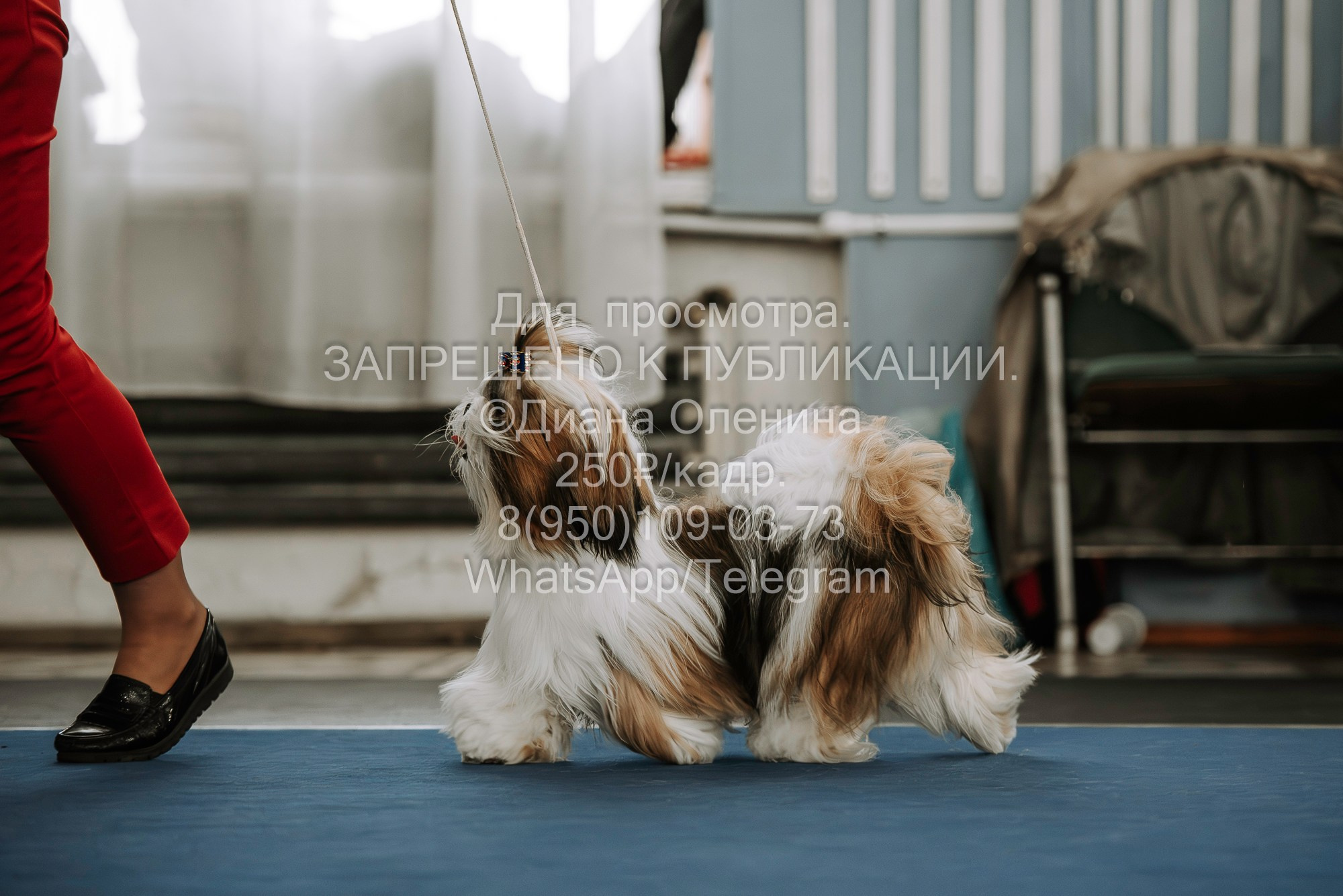 Выставка собак Красноярск 29.10.2023. Фотограф Диана Оленина Красноярск / Братск