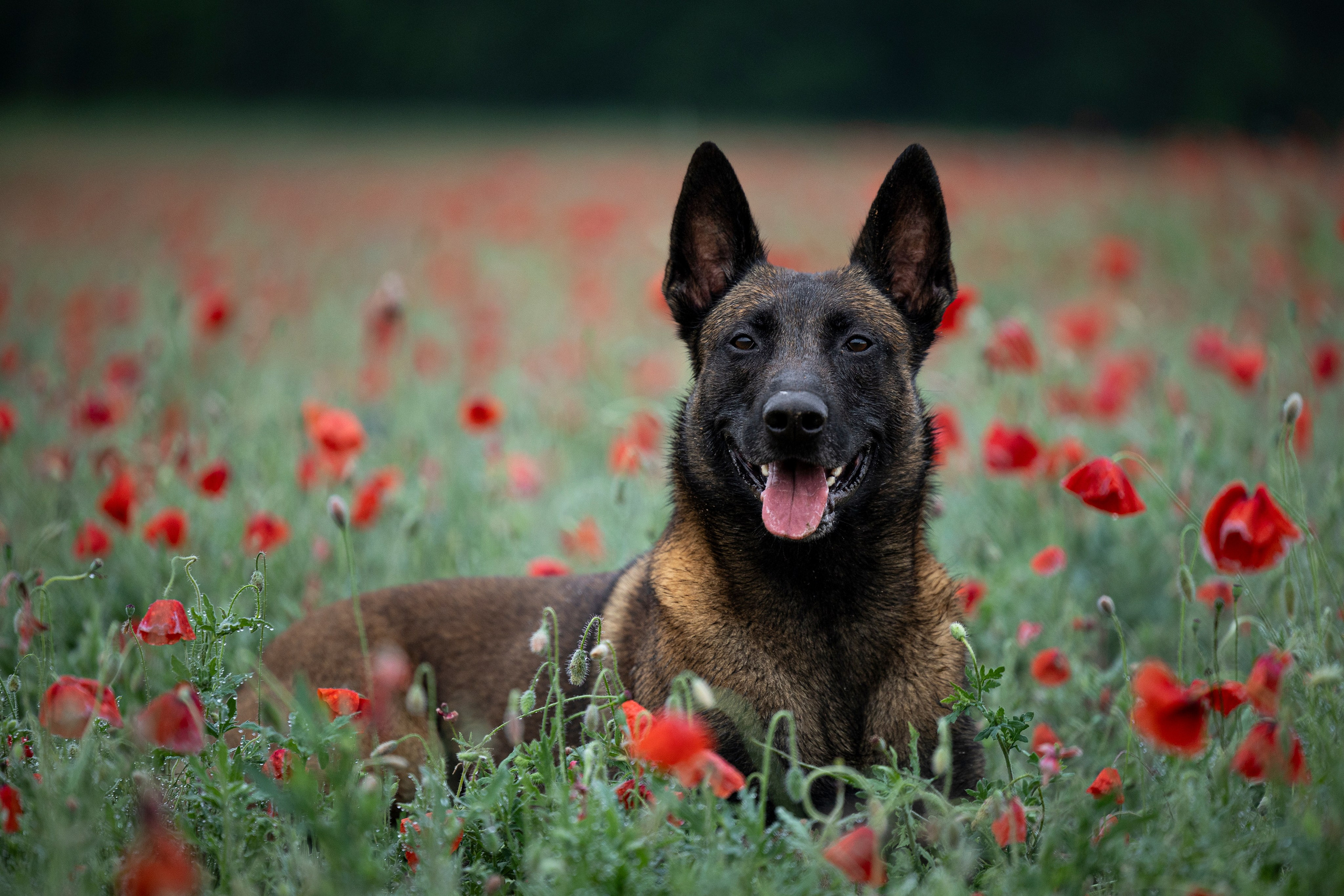 Маковое поле. Фотограф-анималист Анна Маринич