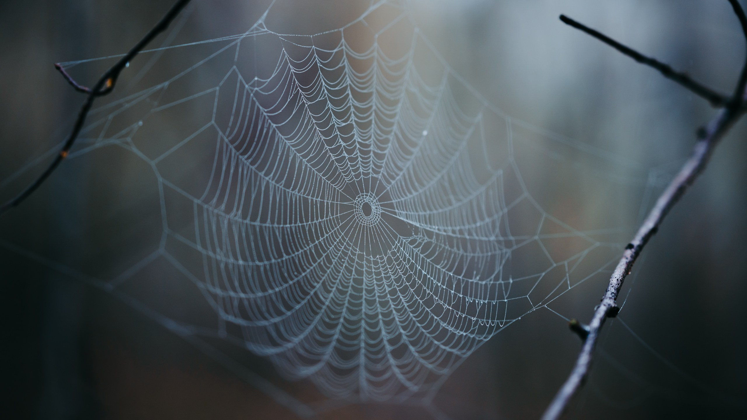 Туманное утро. Komonev