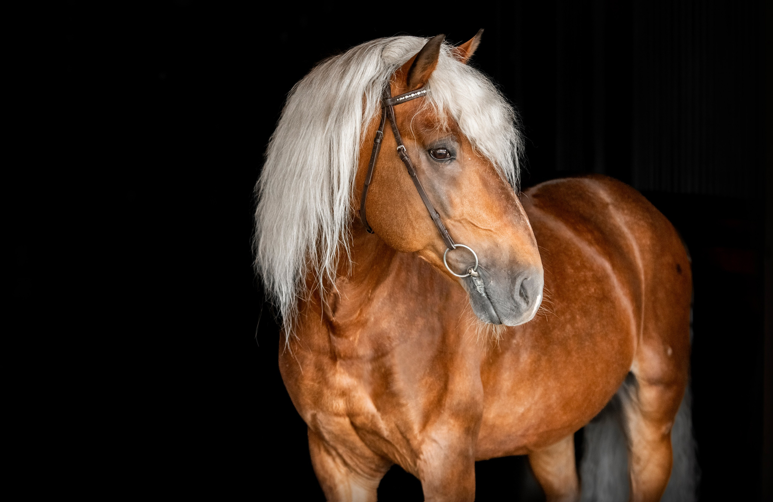 Лошади на свободе, съемка лошадей, экстерьерная съемка, фотосессия