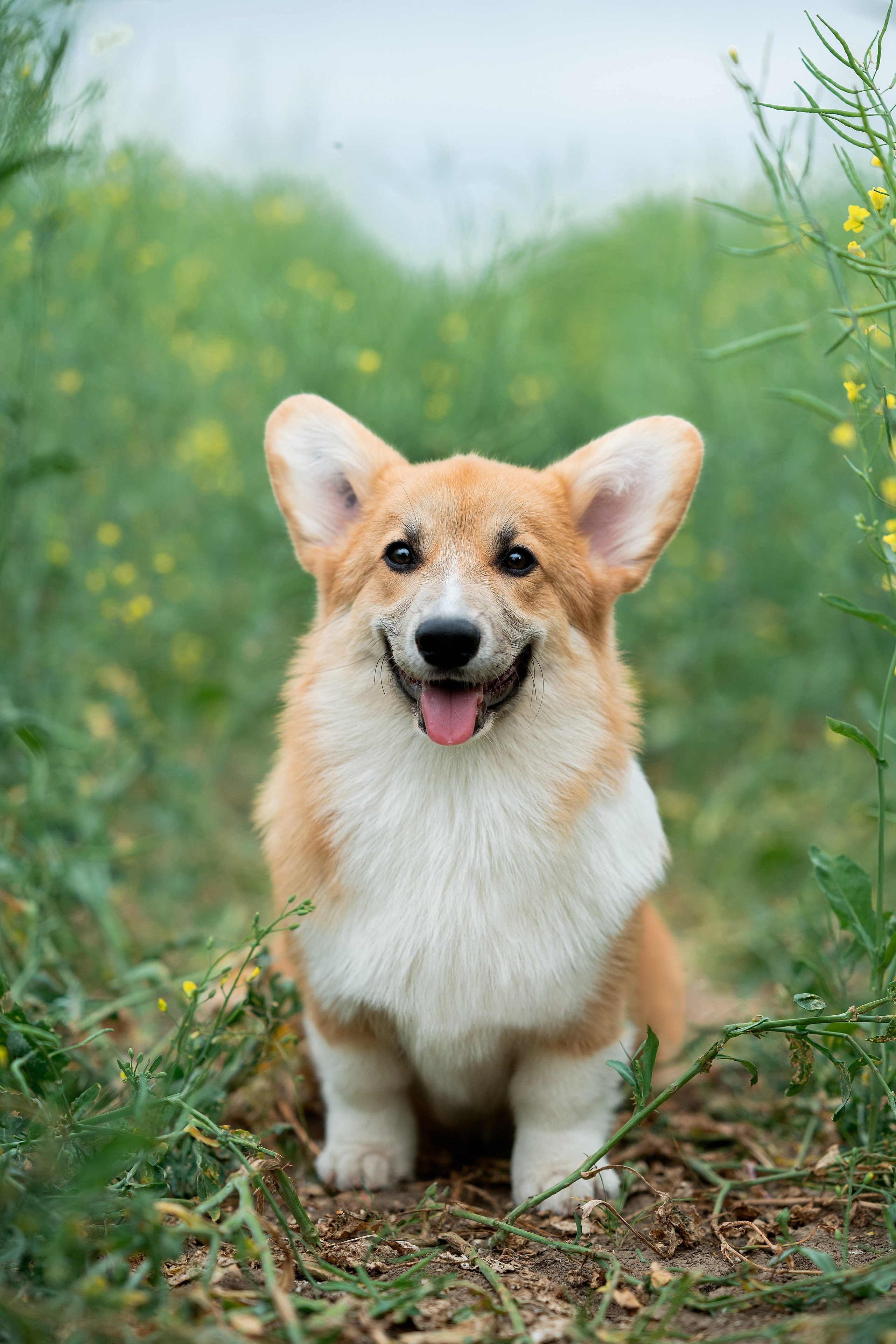 Заводчик Ольга Кушкина. Творческий фотограф Вологда