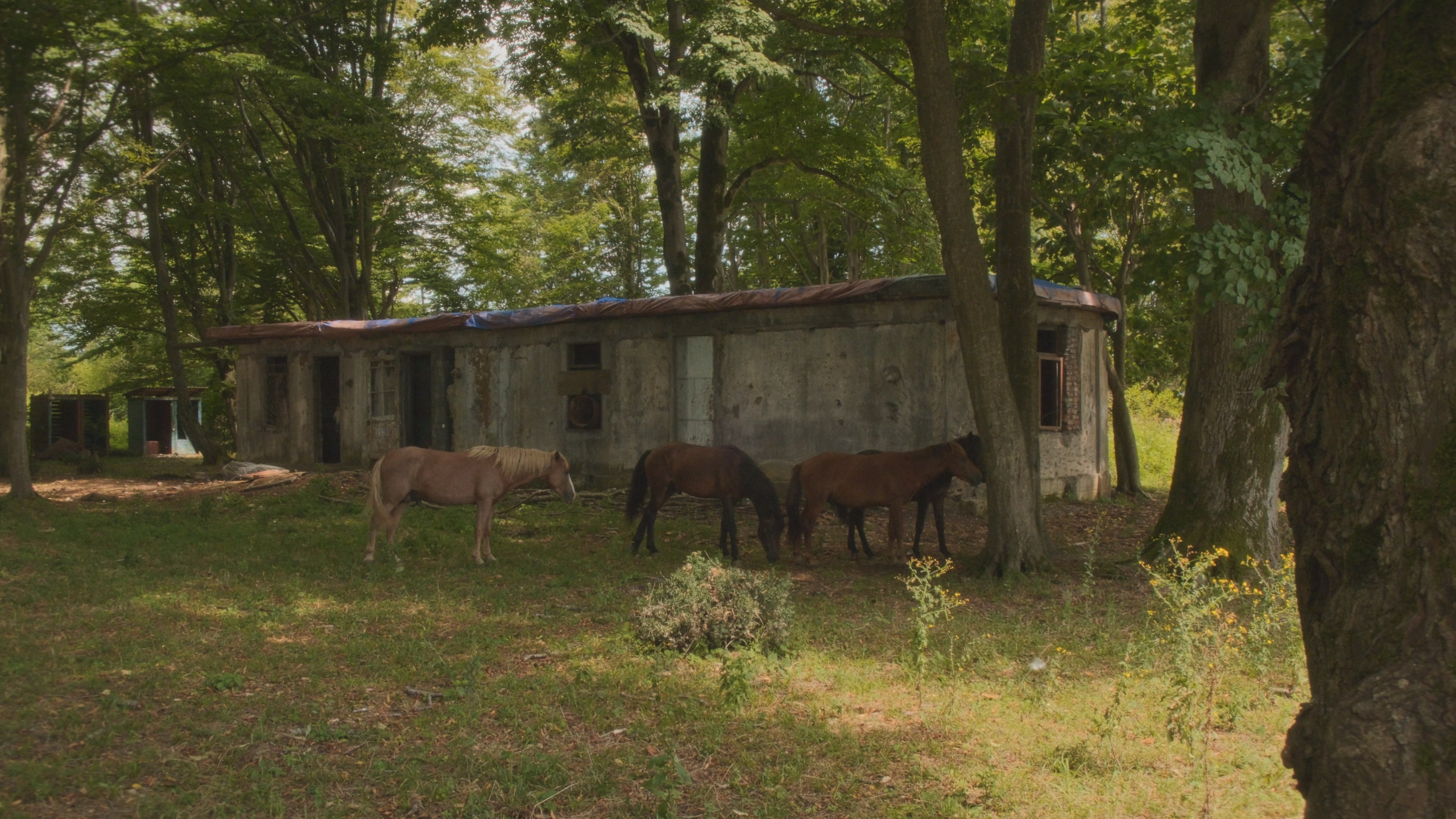 Серая Баба. Абхазия. Главная