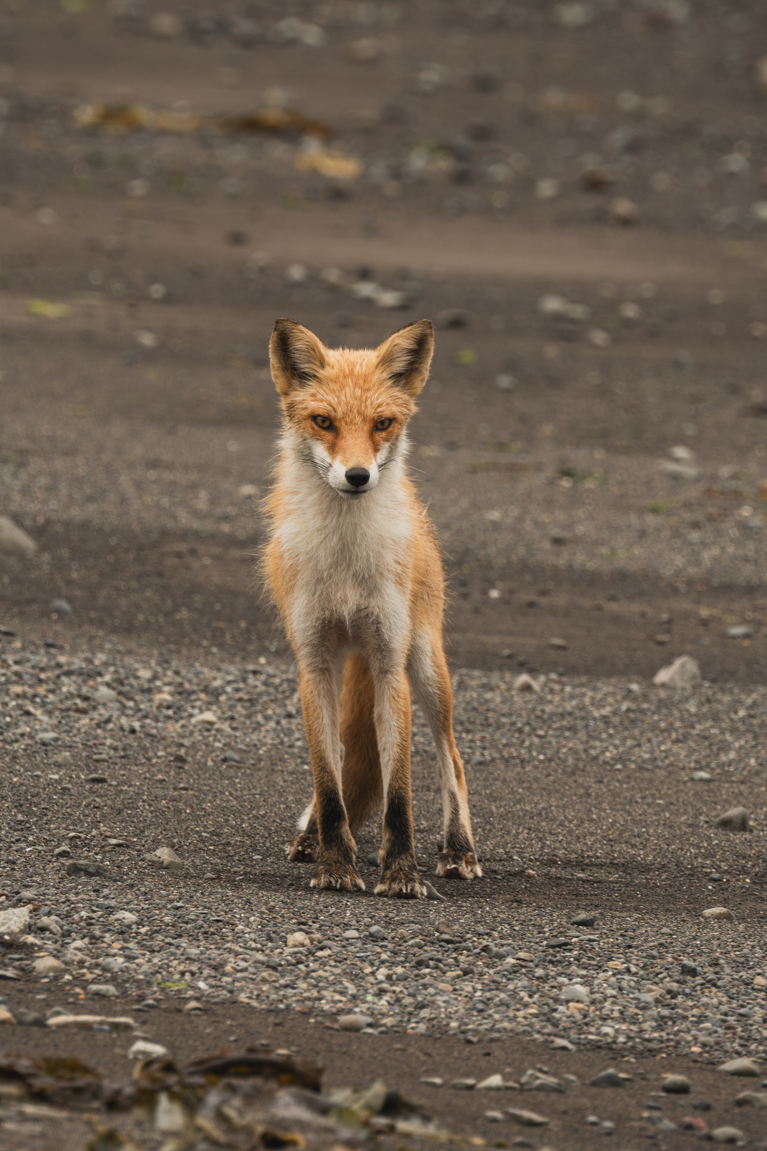 Курильские острова. Gusarov Travel Photography