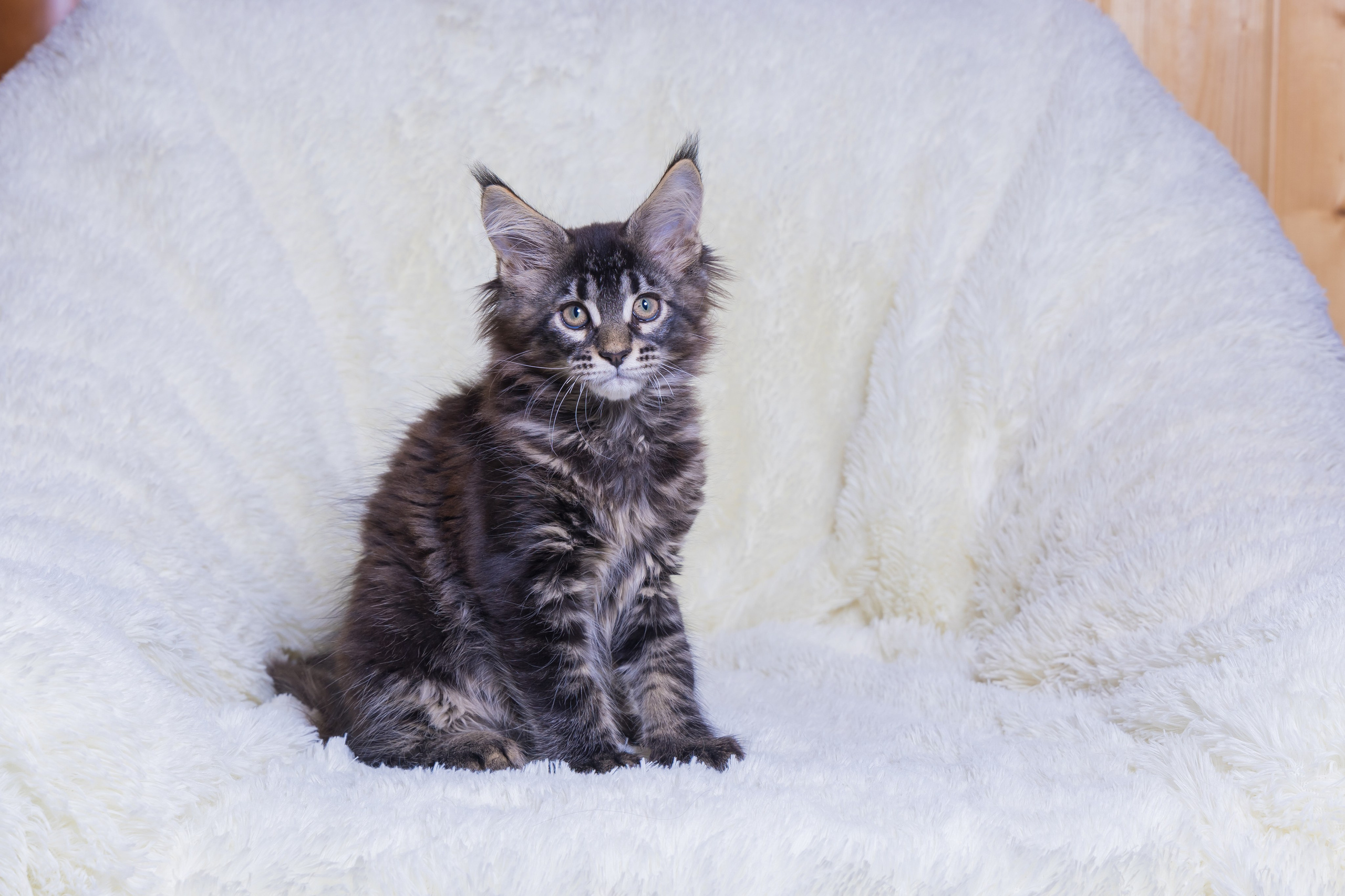 Котики. Photomantis