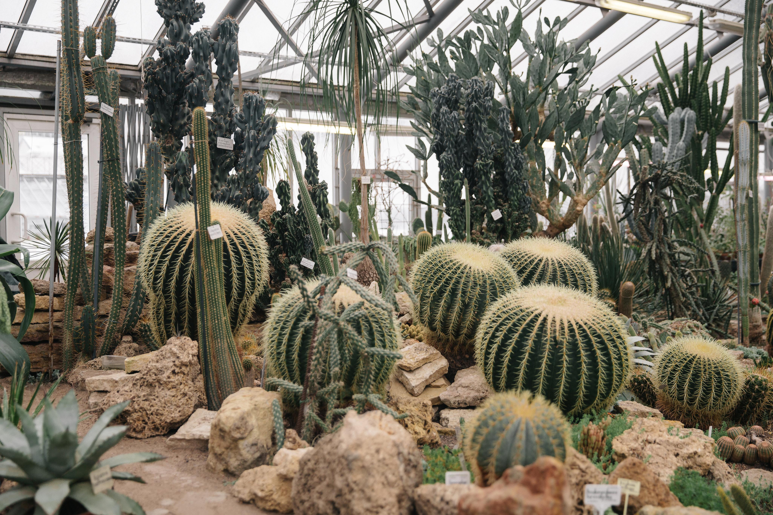 ЯНВАРЬ | Дворец № 1, Ботанический сад, Витебский вокзал. Свадебный фотограф в Санкт-Петербурге Полина Корзухина