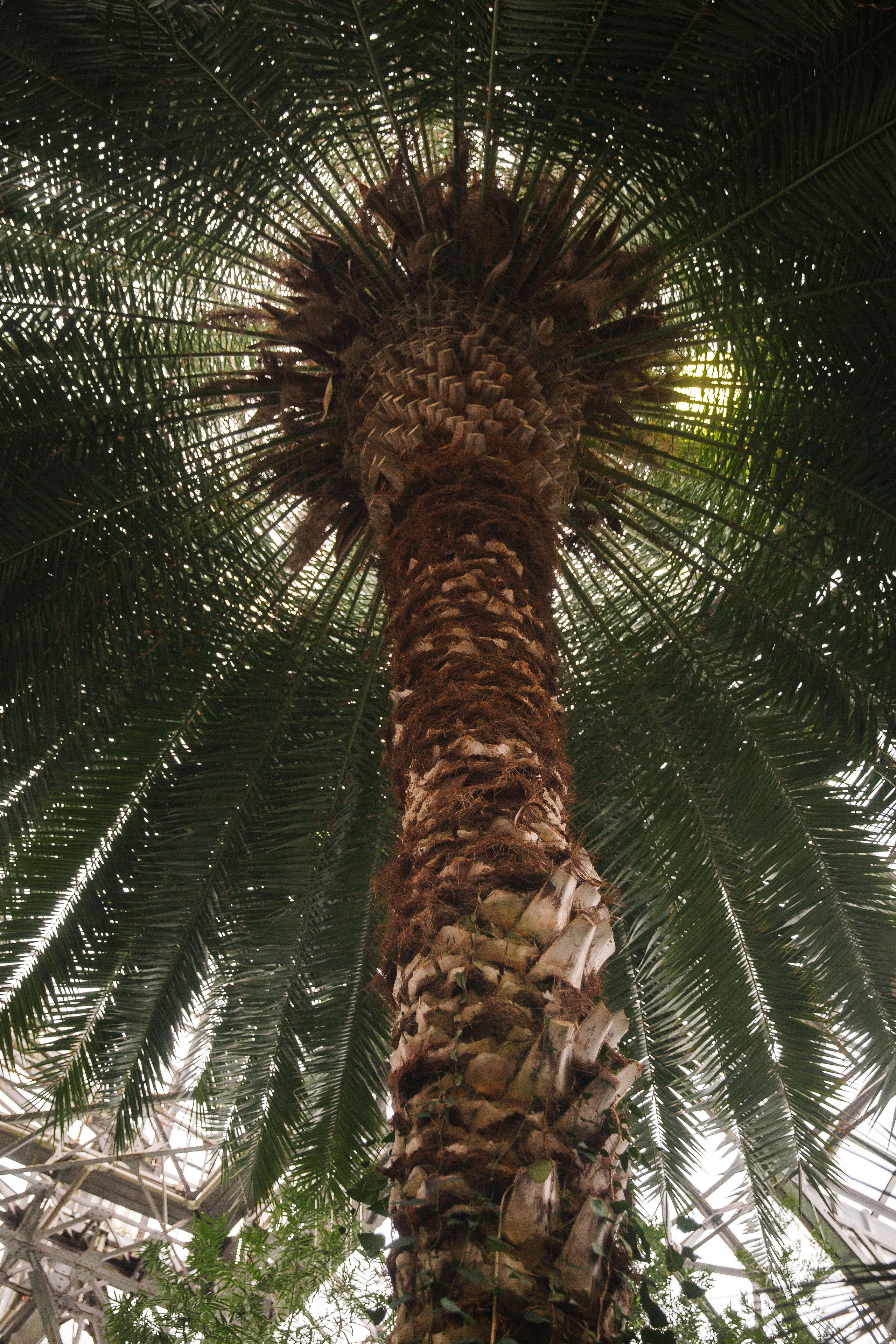 ЯНВАРЬ | Дворец № 1, Ботанический сад, Витебский вокзал. Свадебный фотограф в Санкт-Петербурге Полина Корзухина