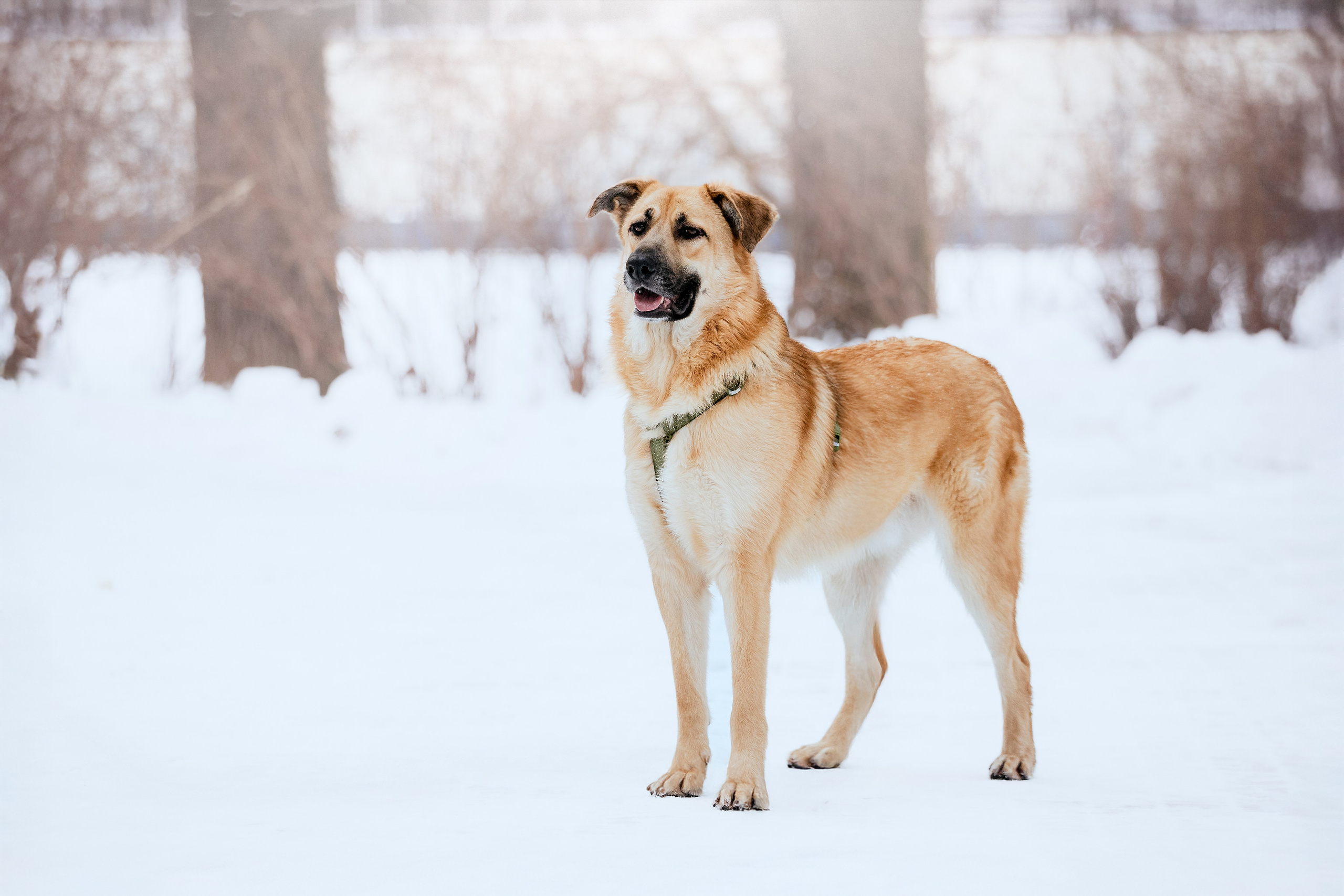 Собаки из приюта Дубовая роща зима. Фотограф-анималист Татьяна Степанова